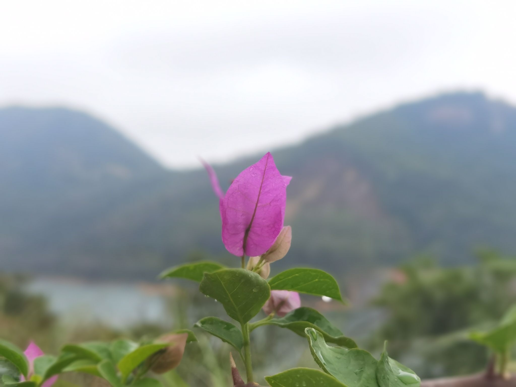 黄绿背水库旅行图片 3