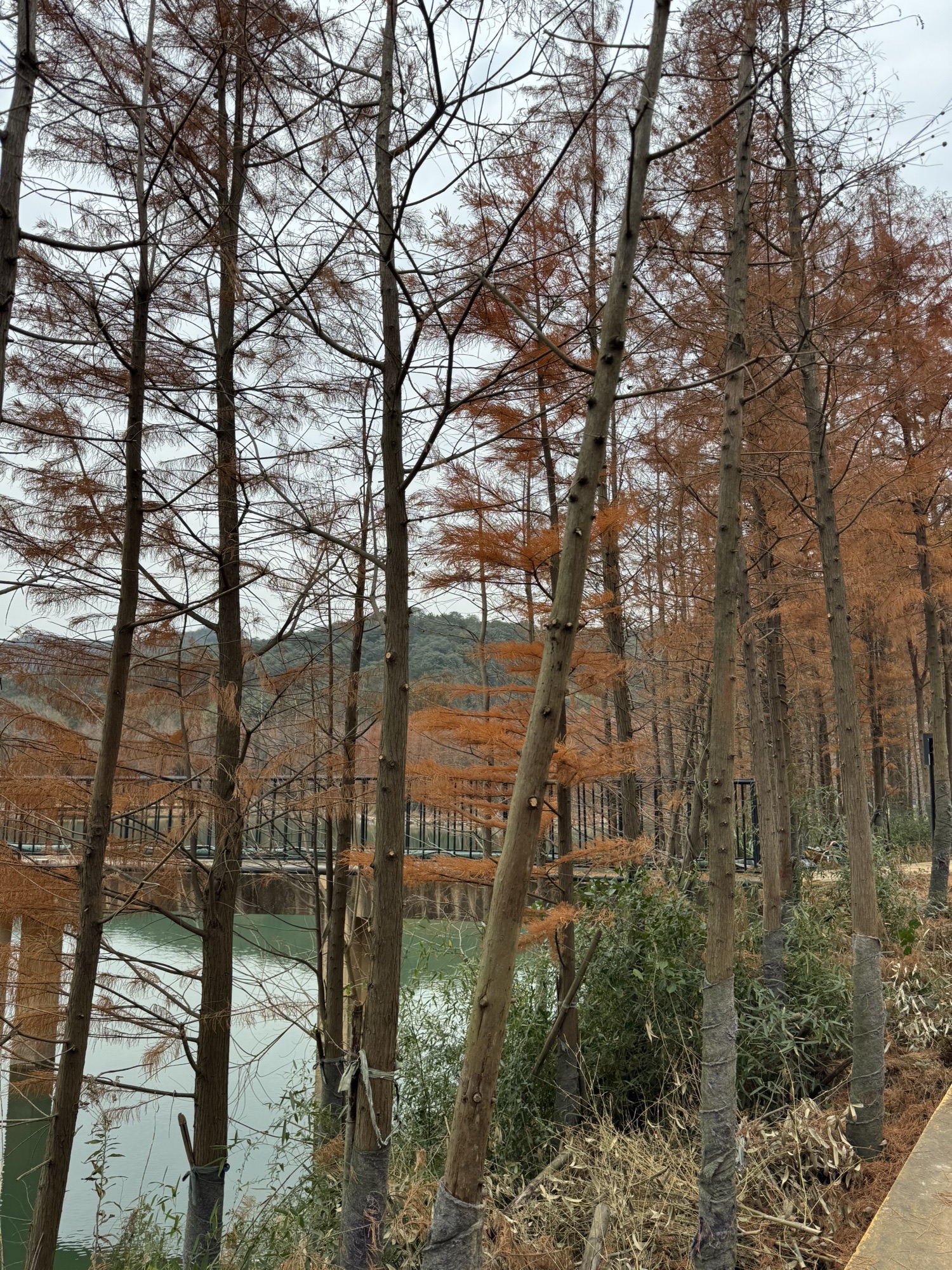 凤凰山考古遗址公园旅行图片 2
