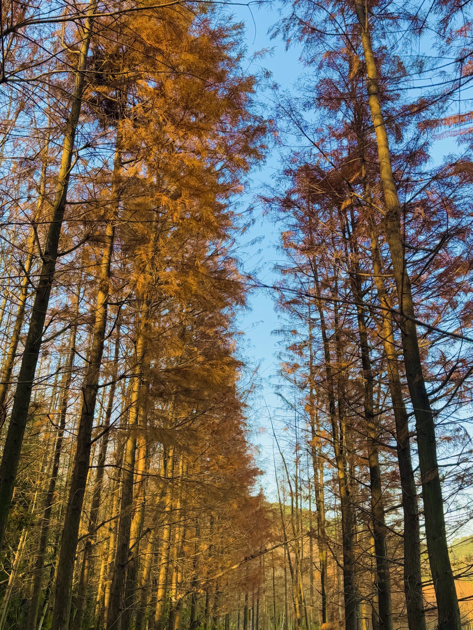凤凰山考古遗址公园旅行图片 2