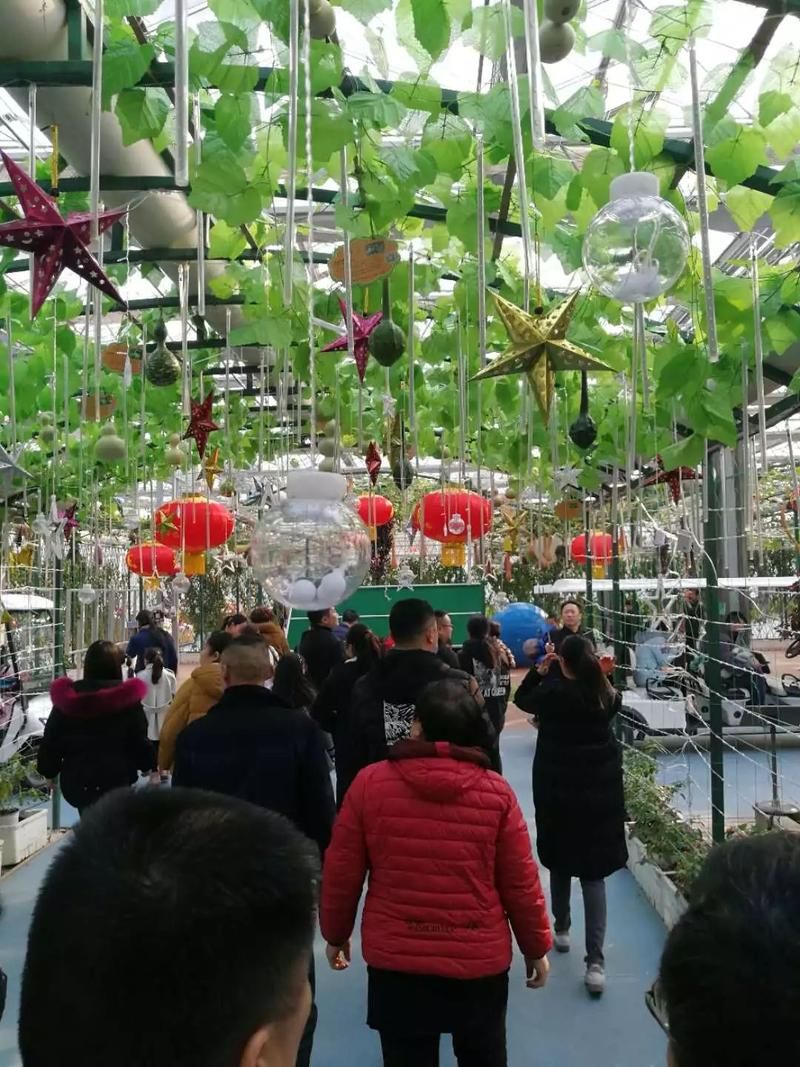 南和农业嘉年华旅行图片 2