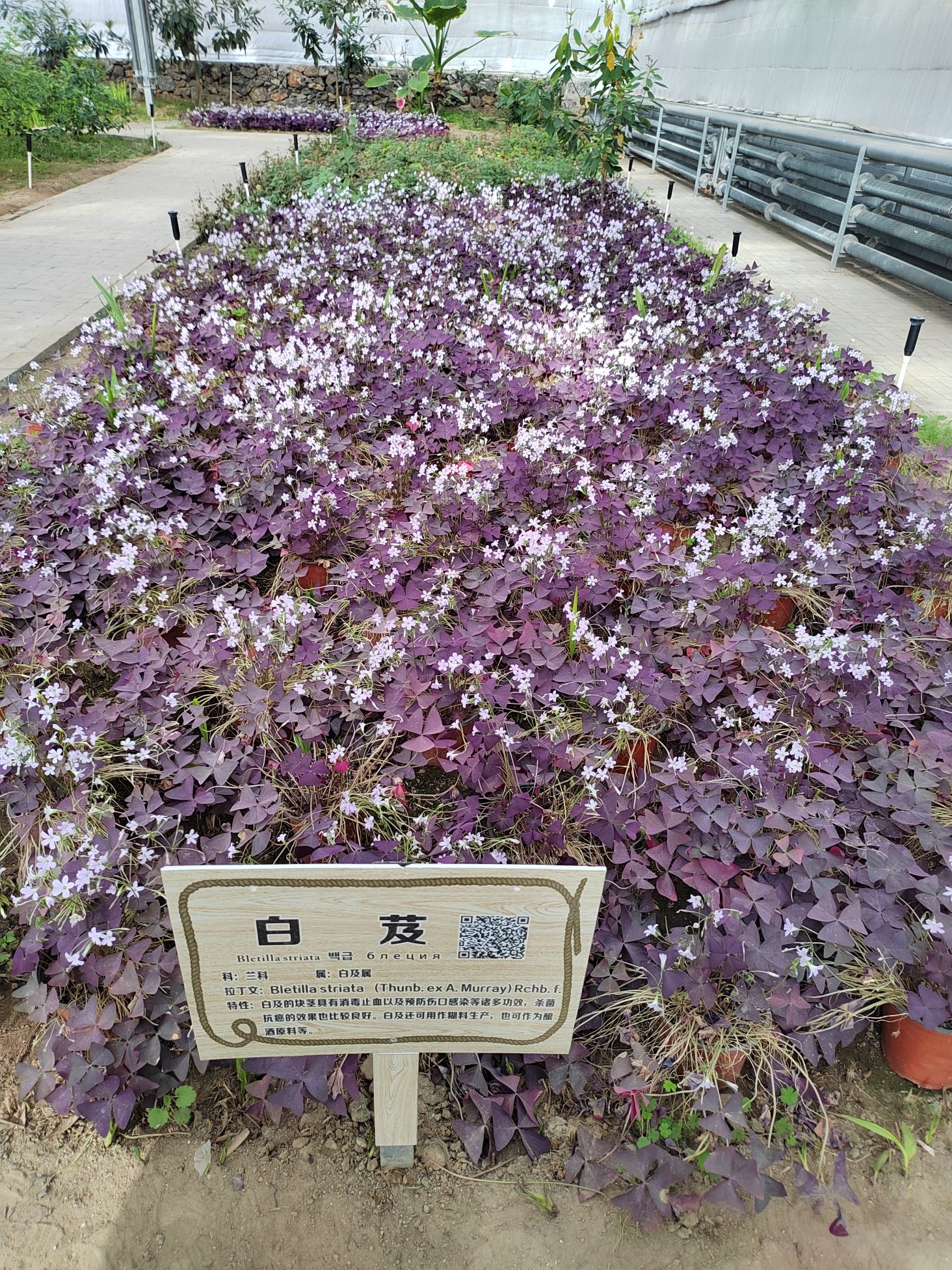 南和农业嘉年华旅行图片 2