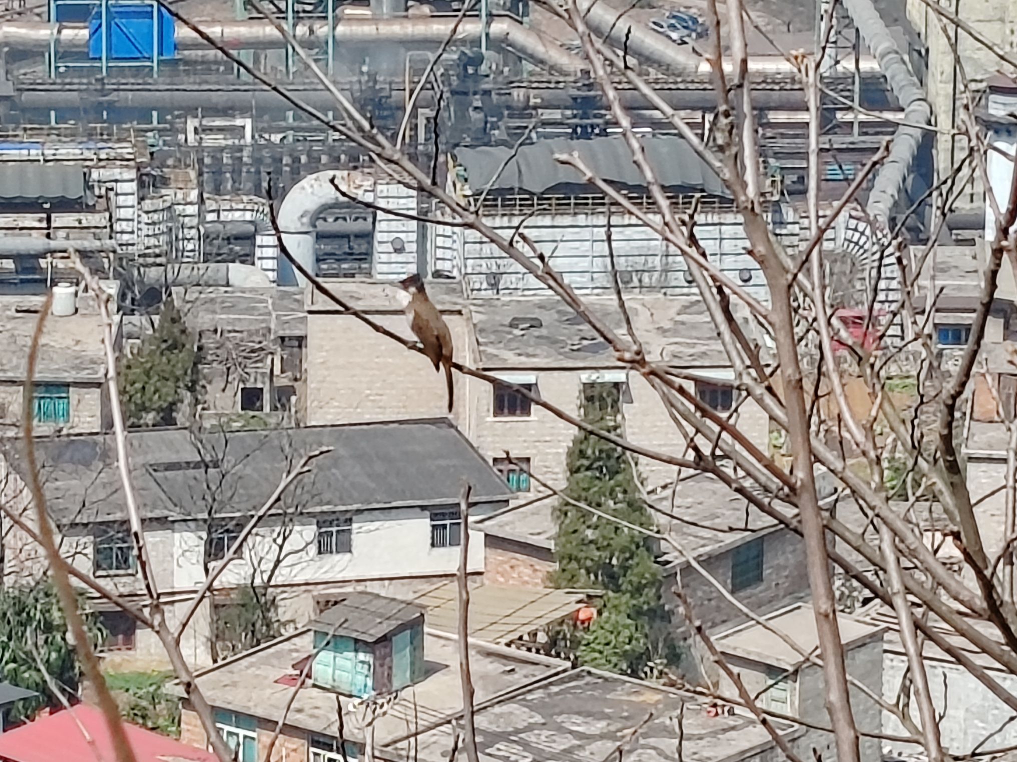 佛顶寺旅行图片 1