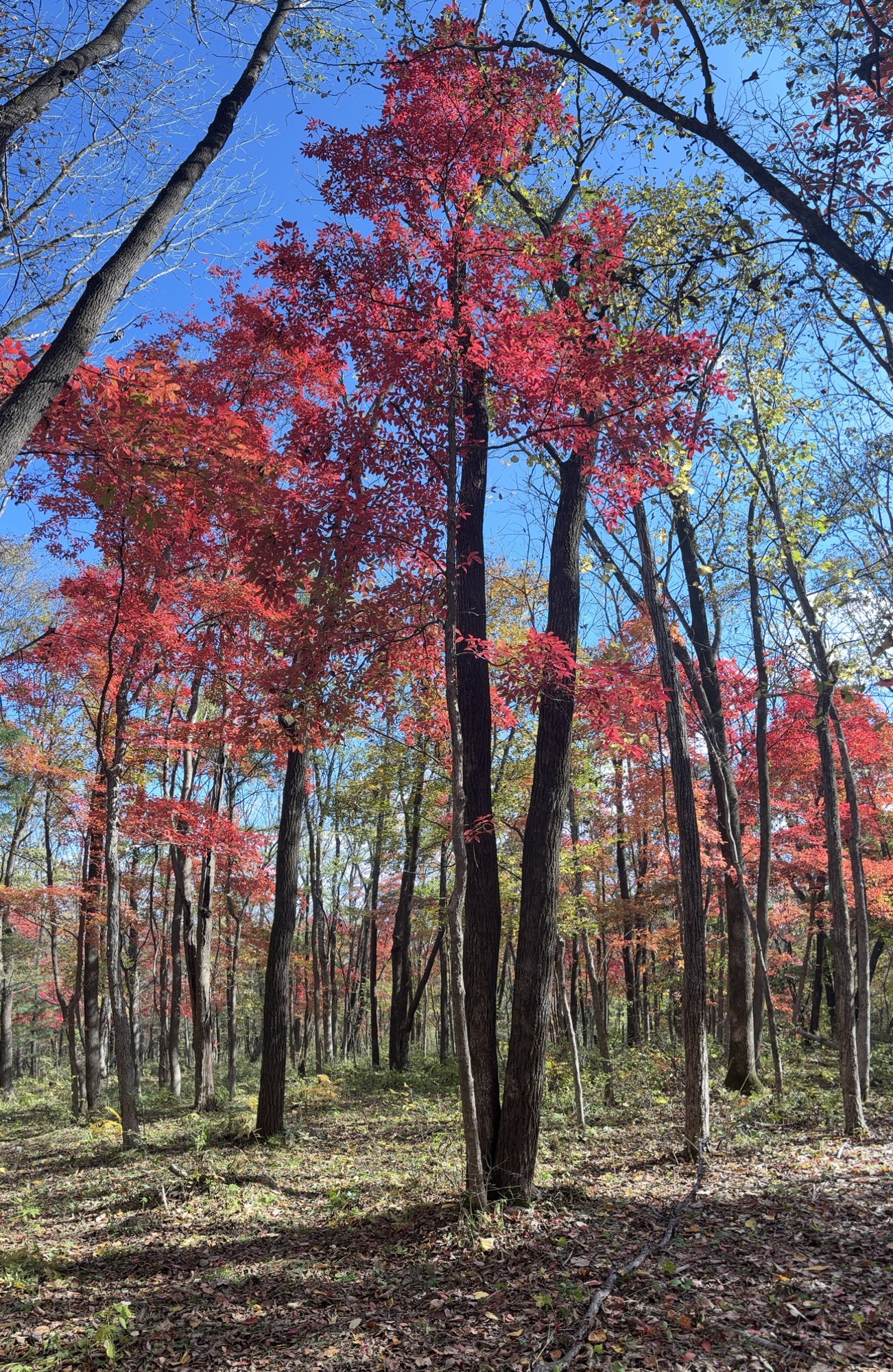 青顶红叶长廊旅行图片 2