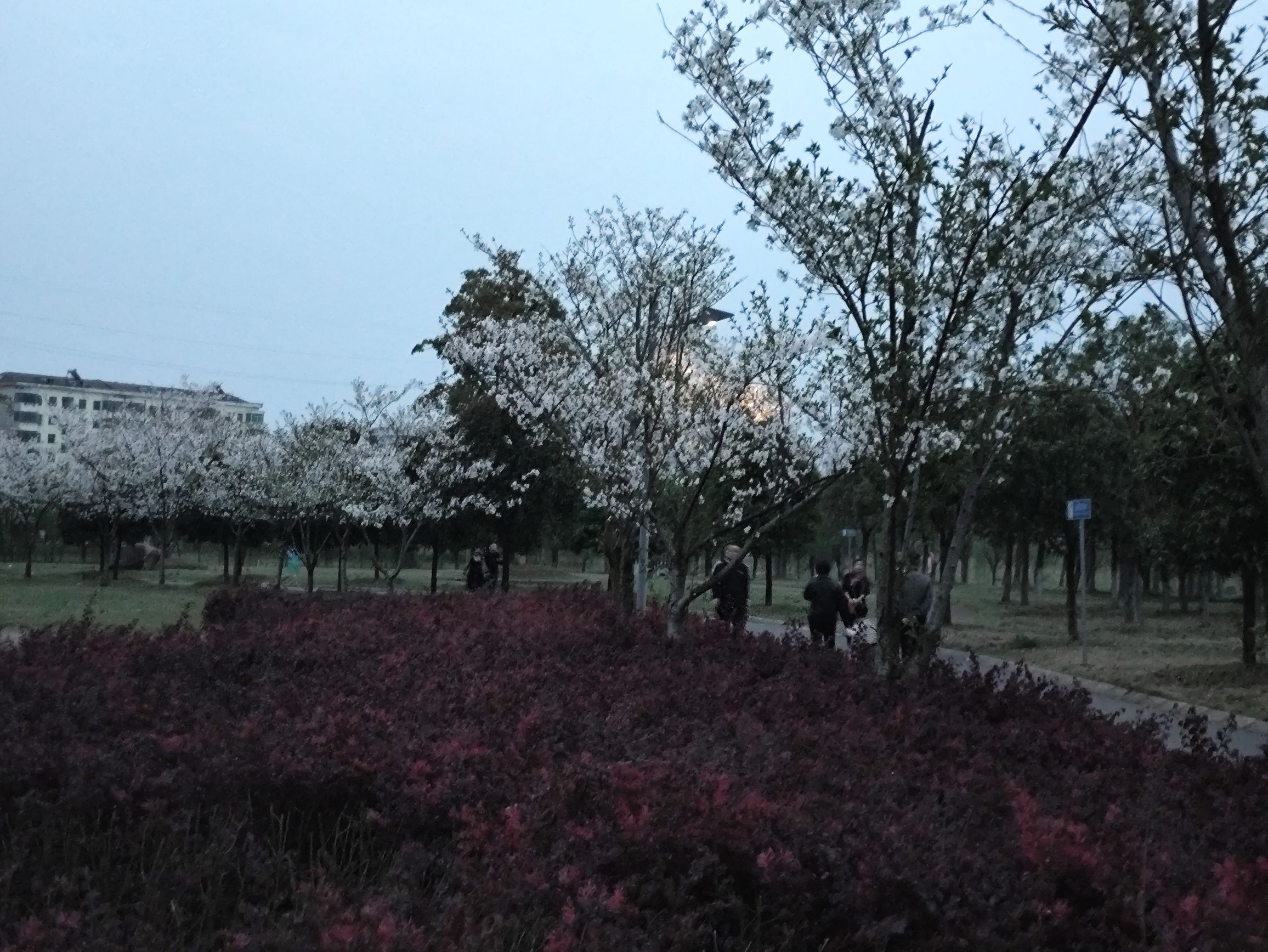 龙溪河国家湿地公园旅行图片 1