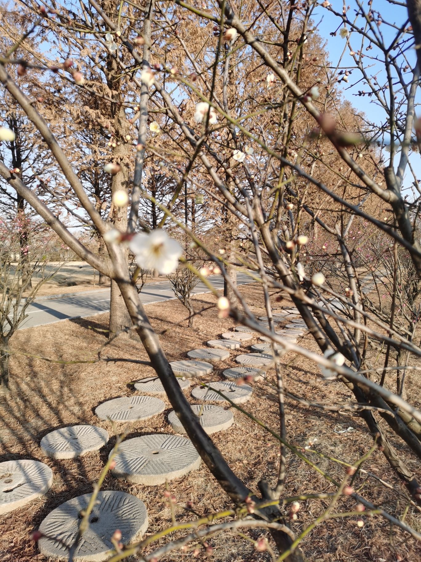 朱稽河畔旅行图片 3