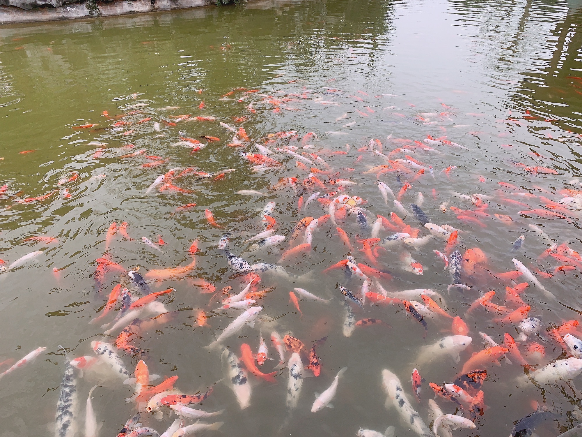 坝上桃花坞旅行图片 3