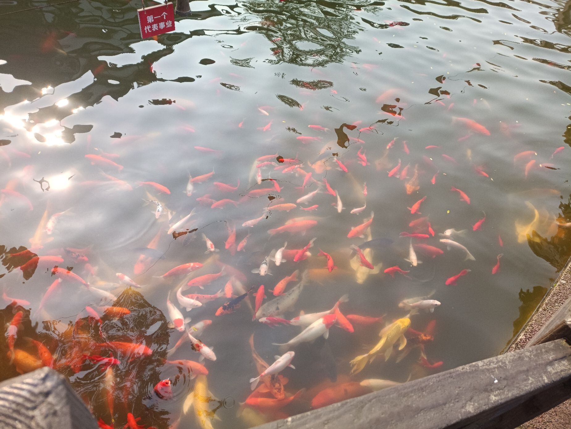 坝上桃花坞旅行图片 2