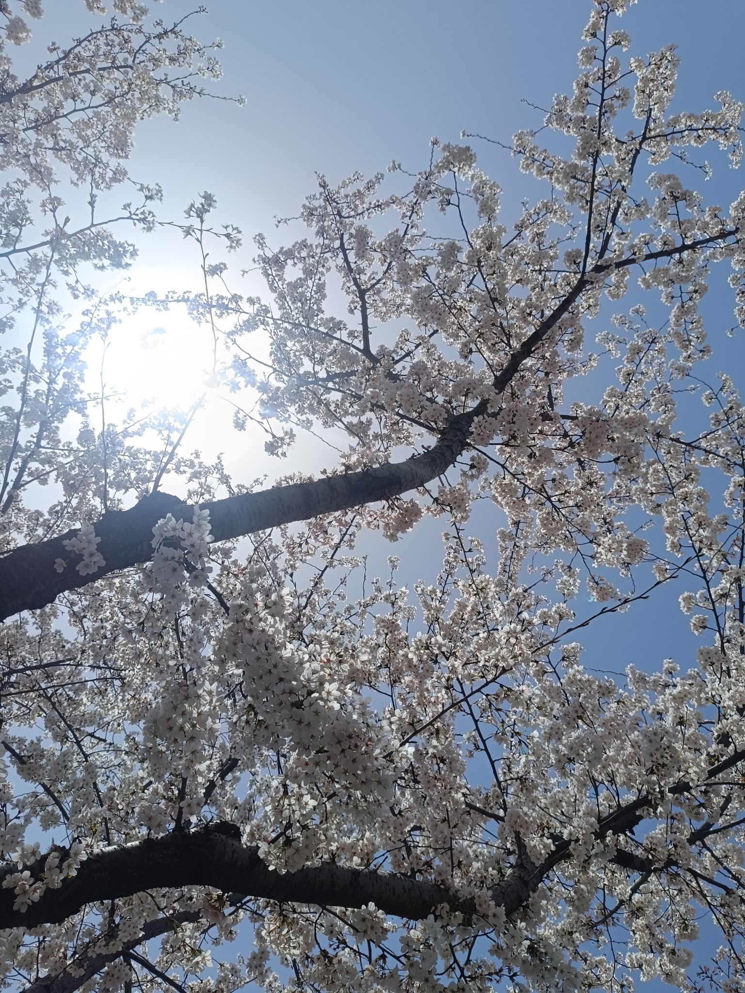 中央公园旅行图片 2
