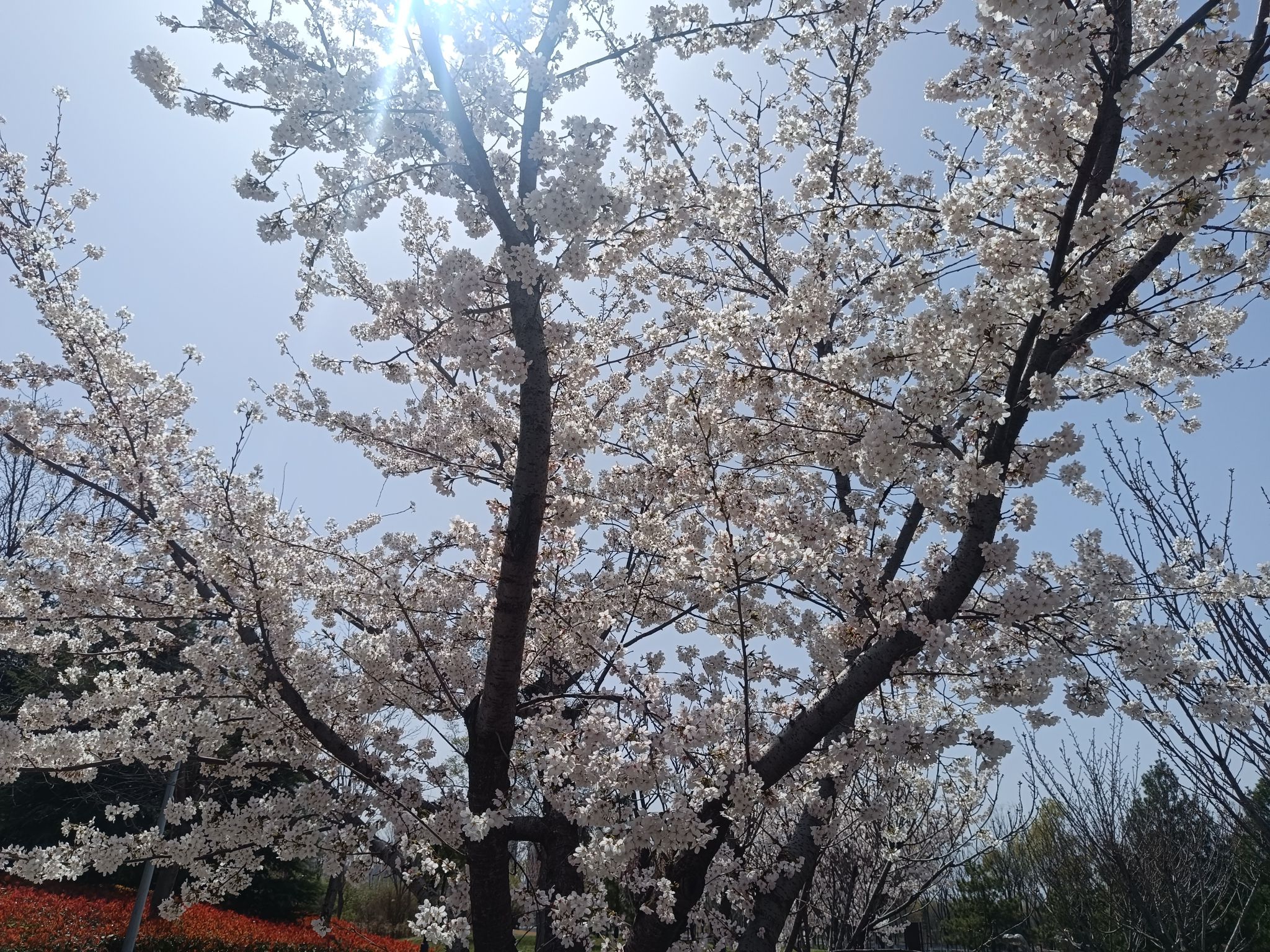 中央公园旅行图片 3