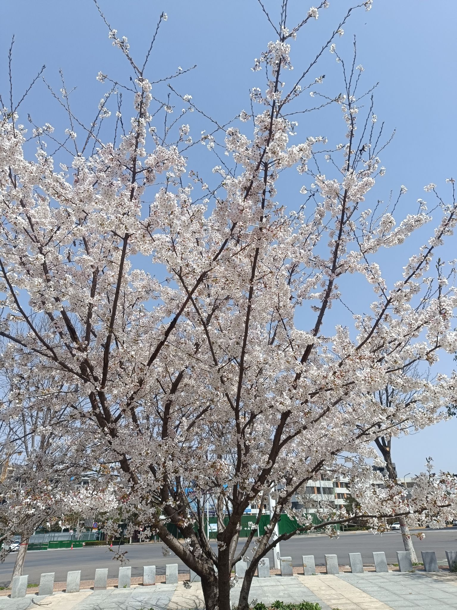 中央公园旅行图片 1