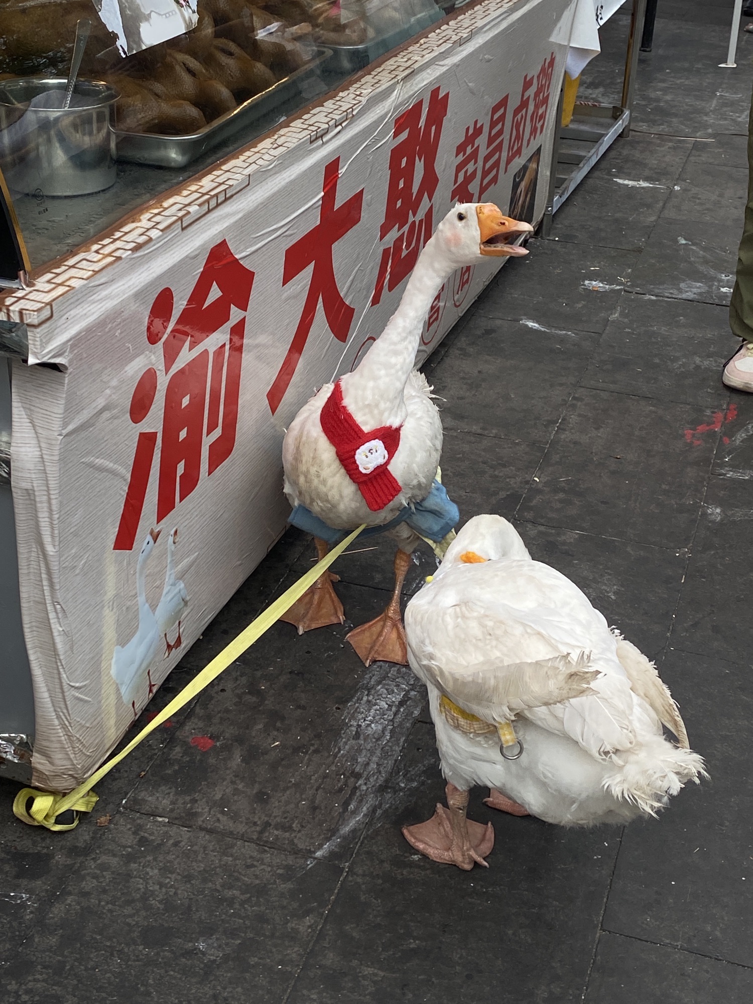 中国夏布小镇旅行图片 3