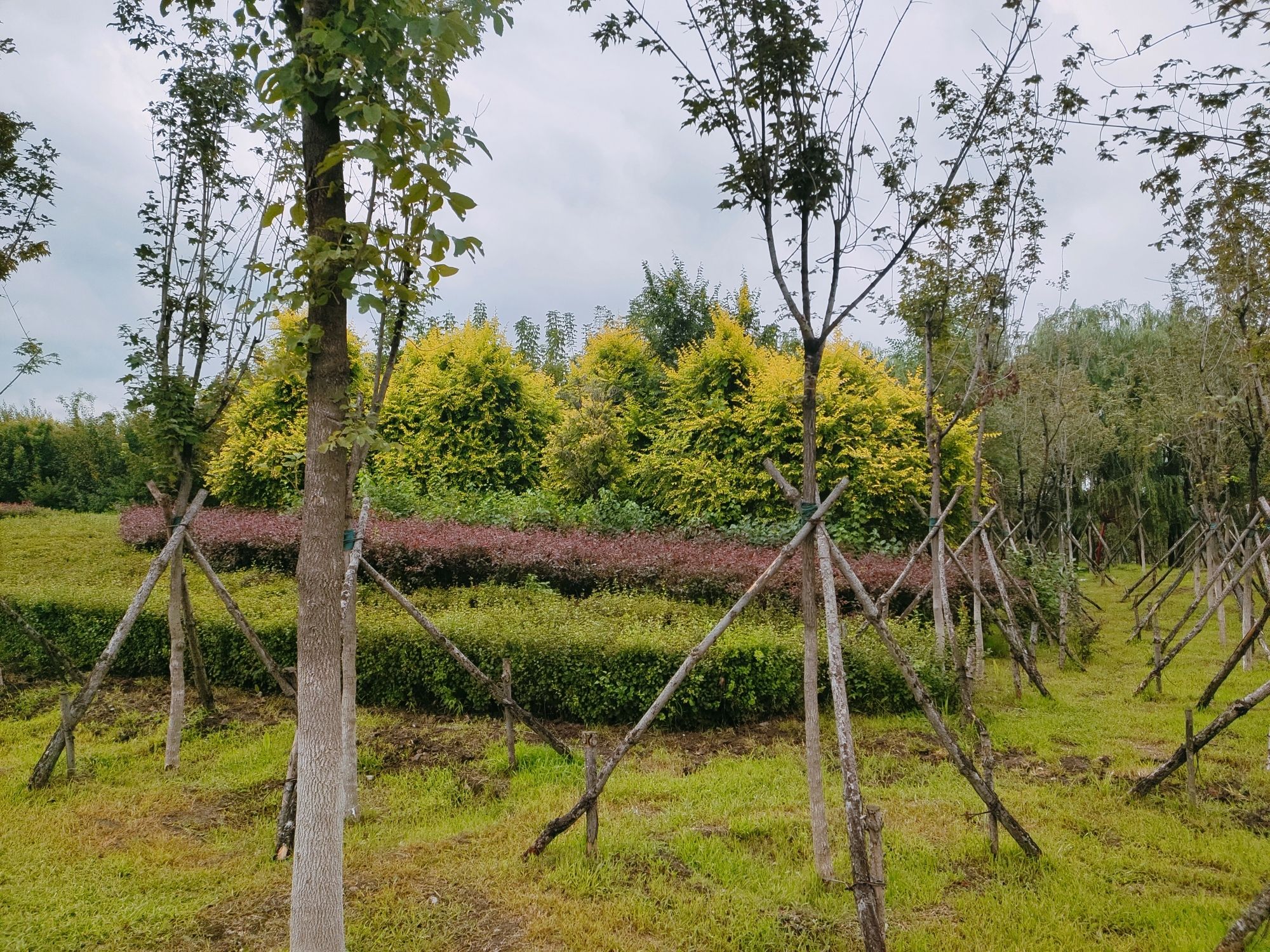 西湖湿地公园旅行图片 1