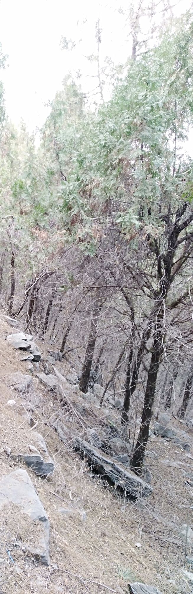 玉皇山旅行图片 2