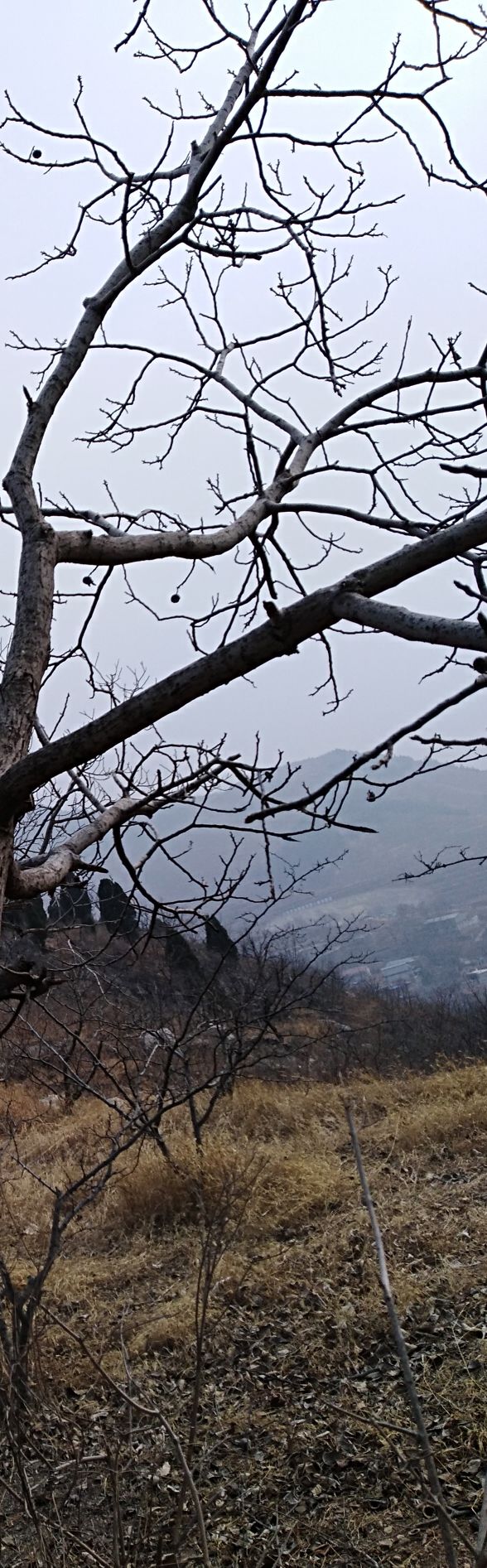 玉皇山旅行图片 3