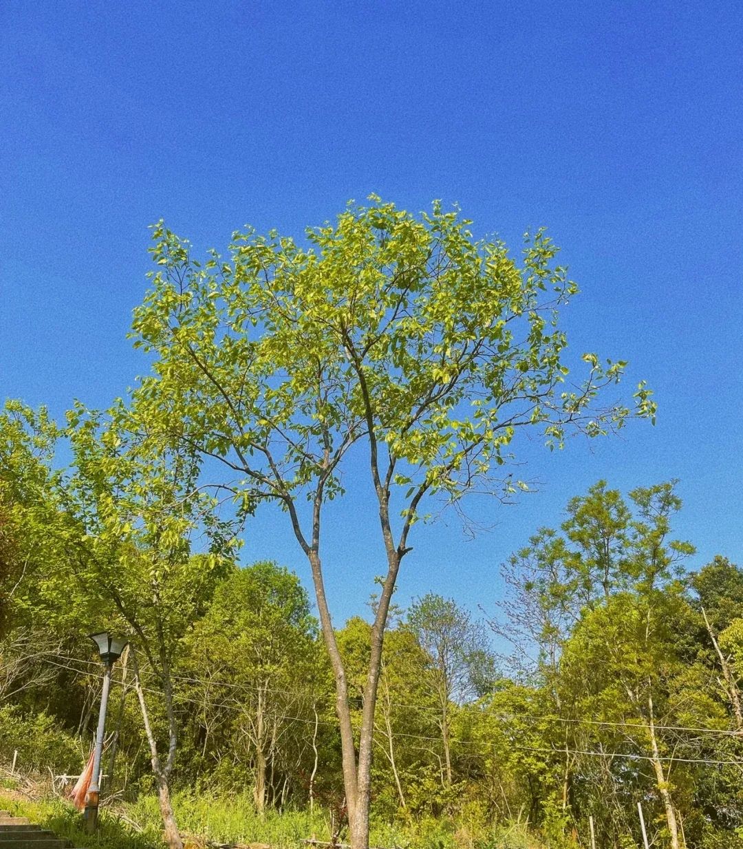 鹿峰山旅行图片 3