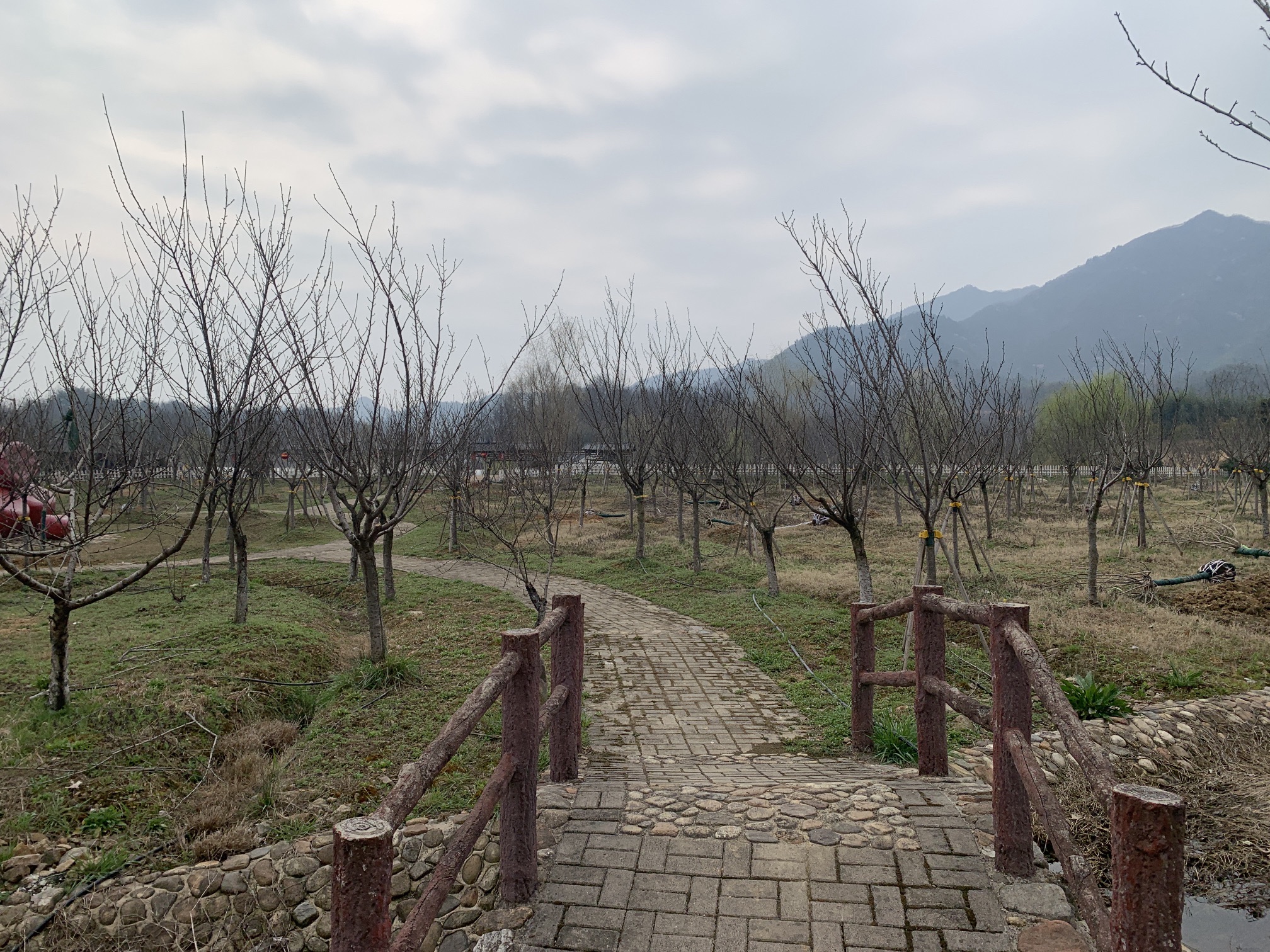 樱花溪畔旅行图片 3