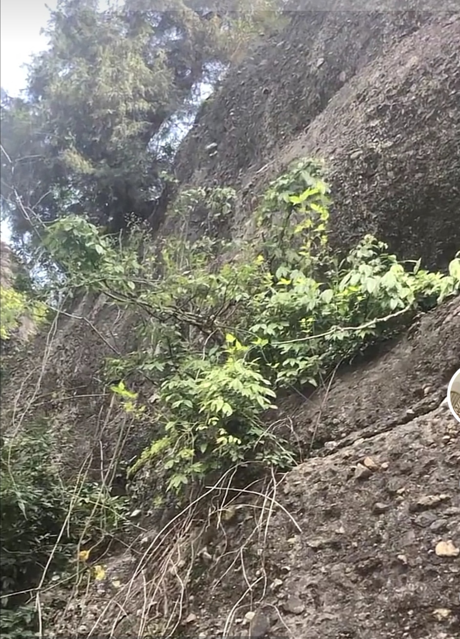 鹰嘴岩木栈道旅行图片 2