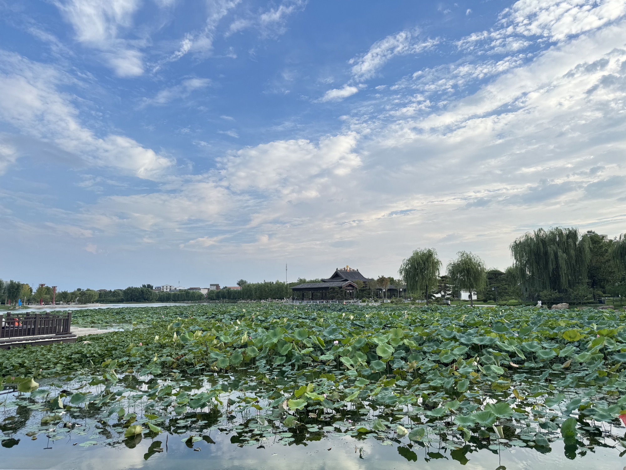 龙泽湖公园旅行图片 1