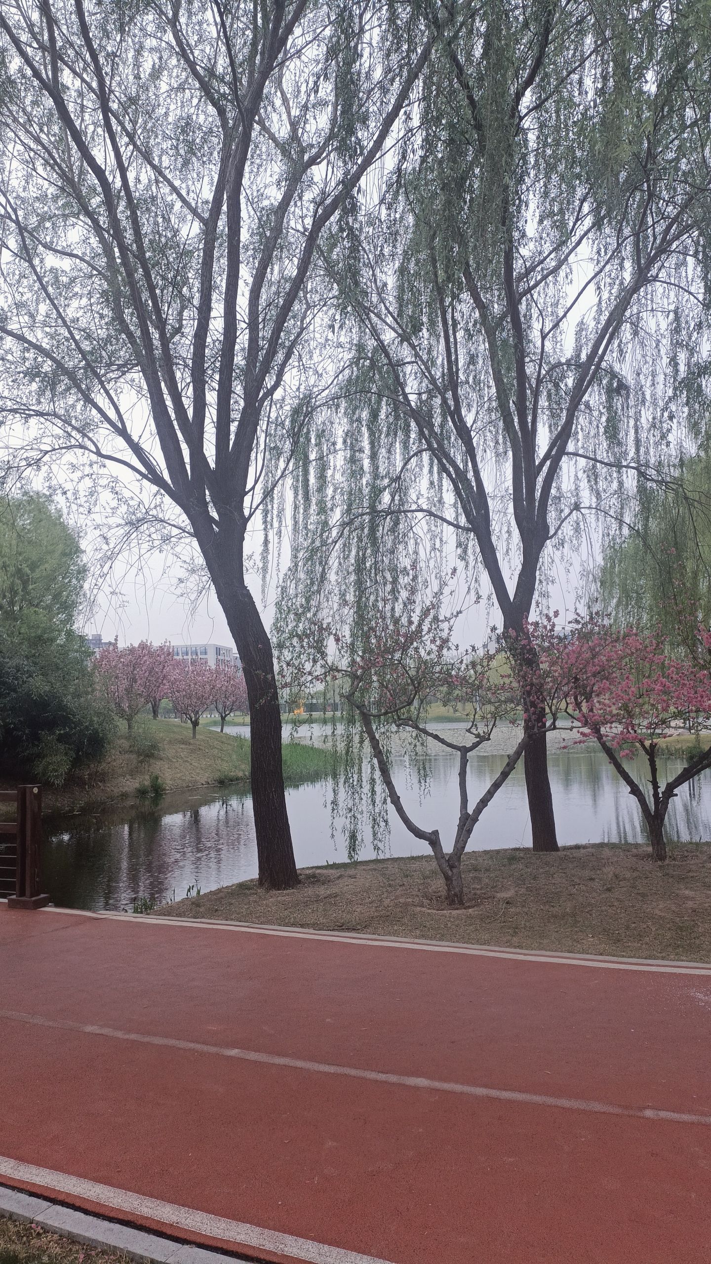 龙泽湖公园旅行图片 2