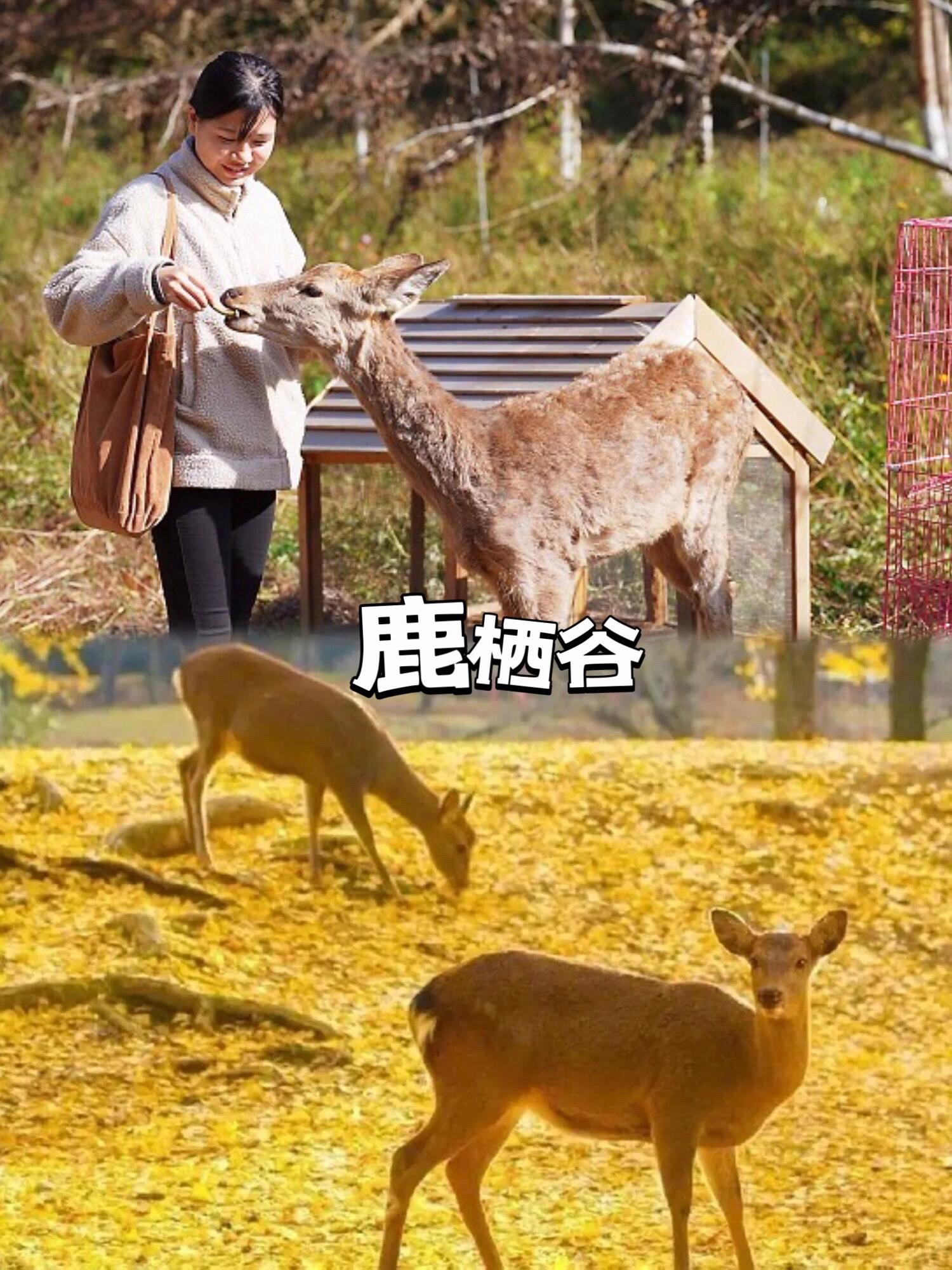 南雄帽子峰旅游景区旅行图片 2