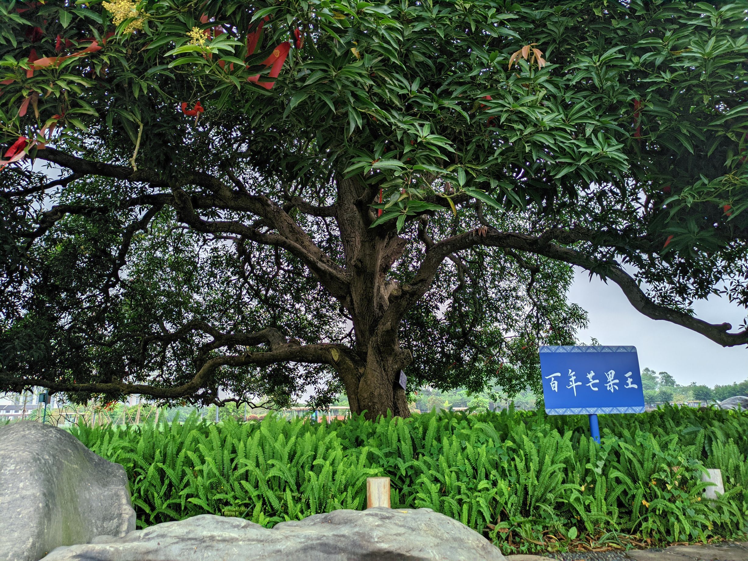 南宁园博园旅行图片 3
