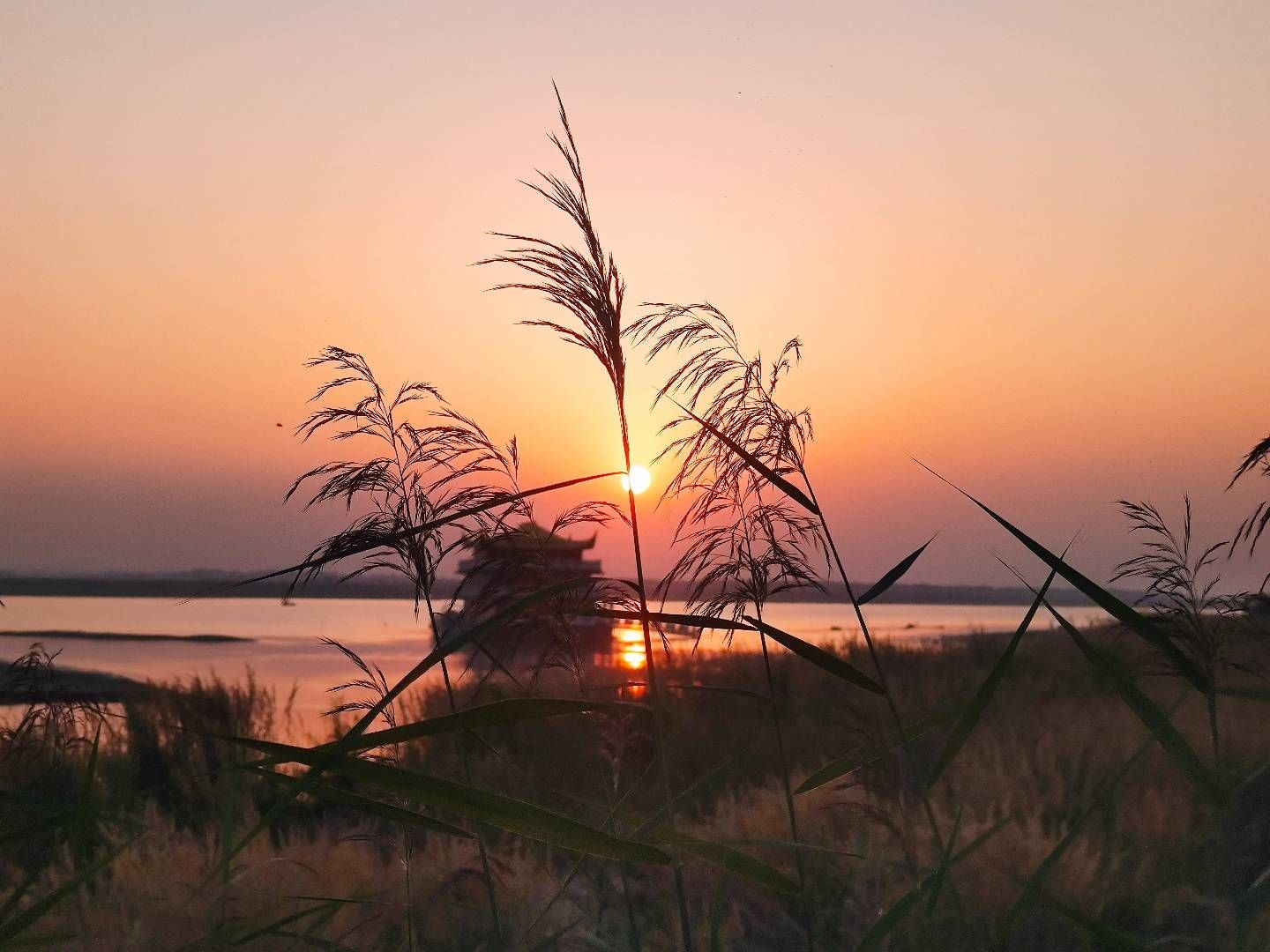 黄河湿地保护区旅行图片 3