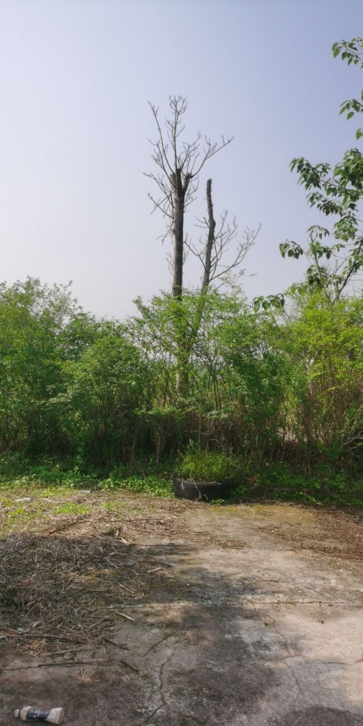 万灵花漾景区旅行图片 3