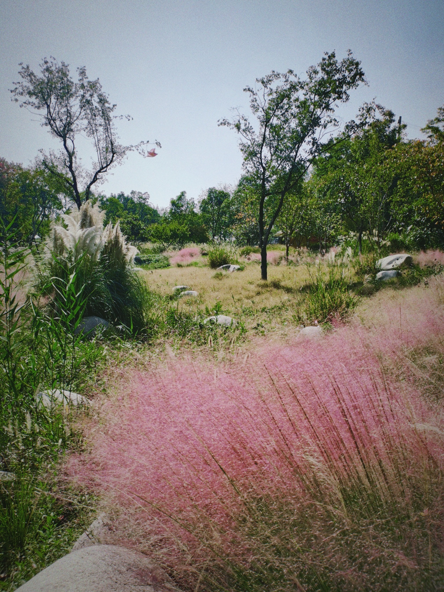 粉黛花海观光带旅行图片 1