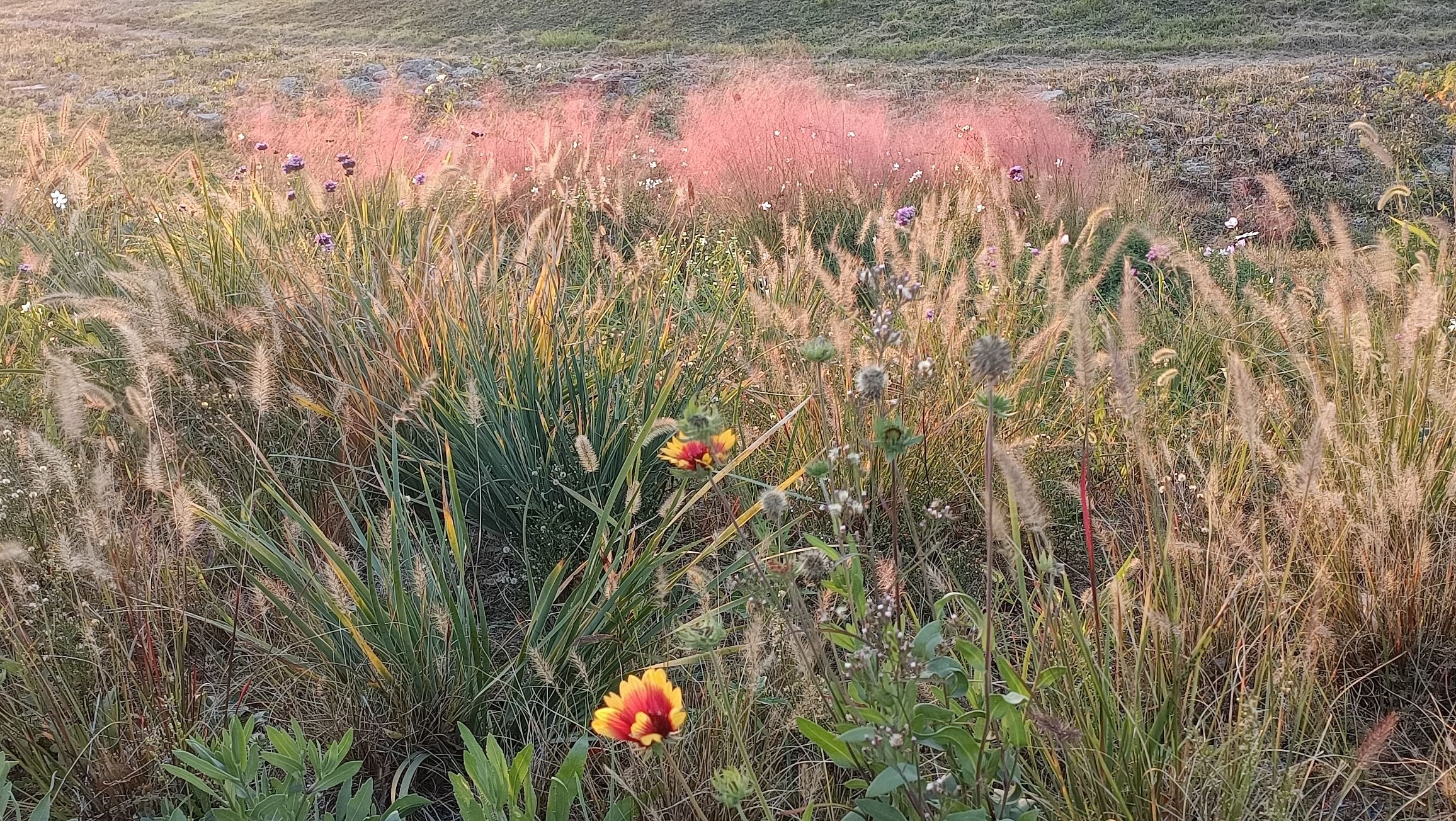 粉黛花海观光带旅行图片 2