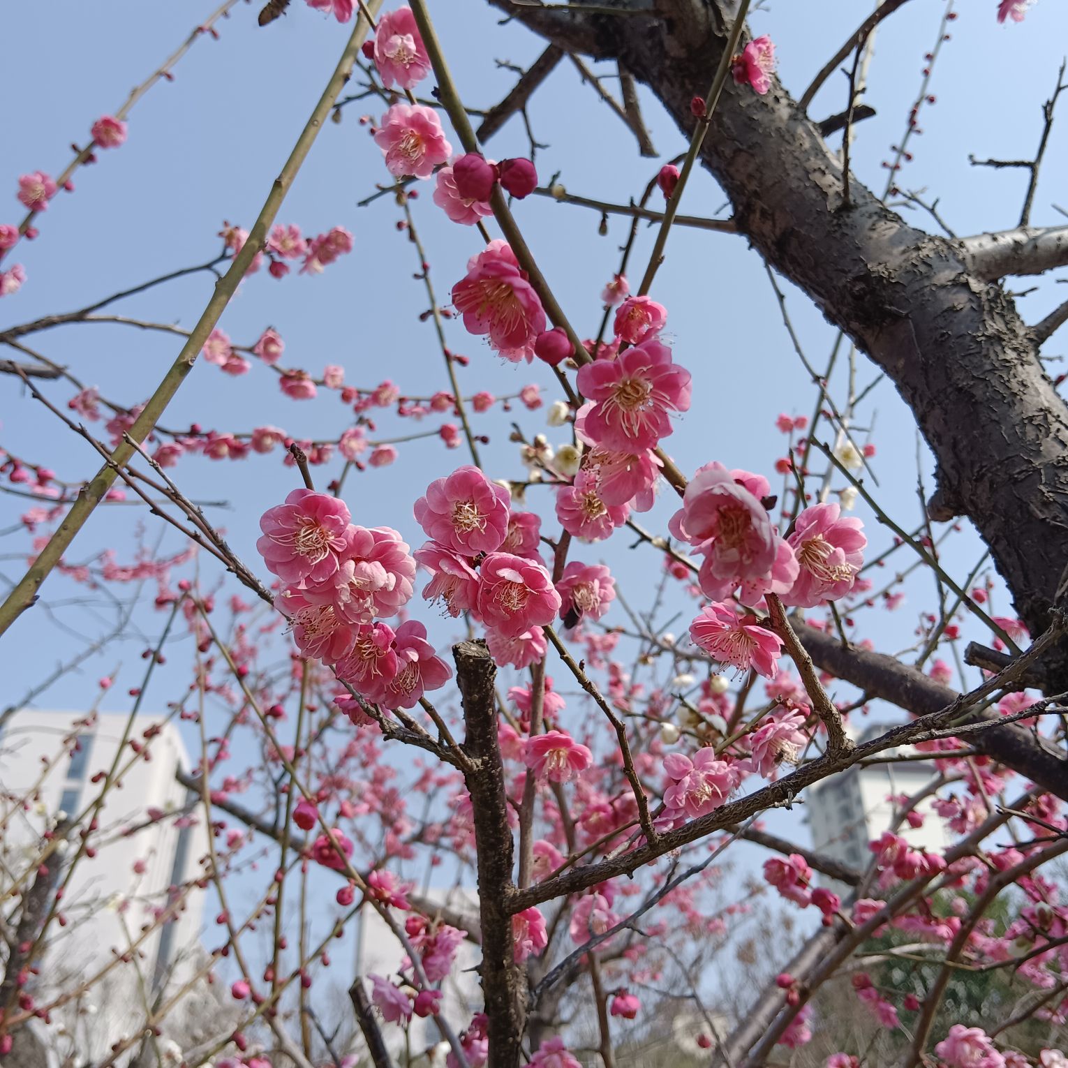 甘露公园旅行图片 2