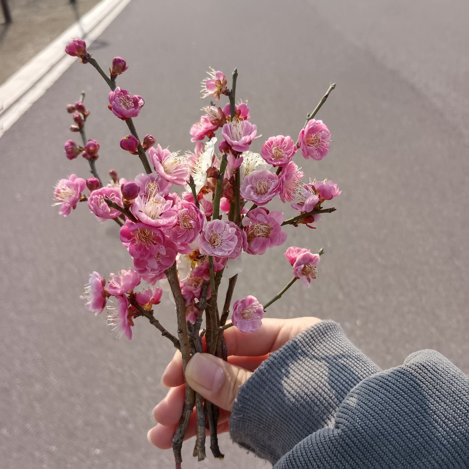 甘露公园旅行图片 3