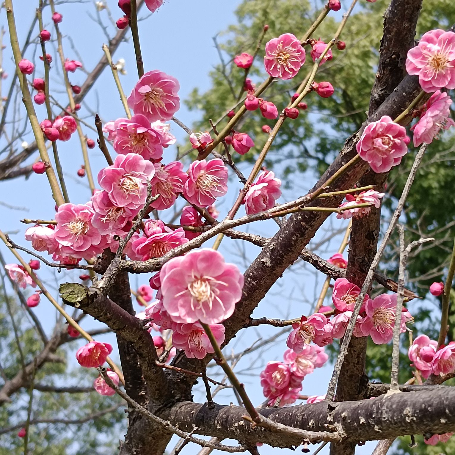 甘露公园旅行图片 1