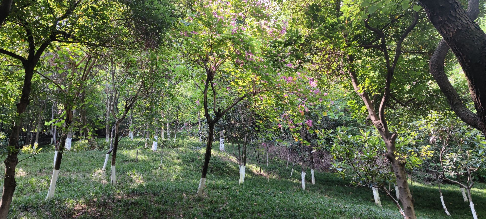半山公园旅行图片 2
