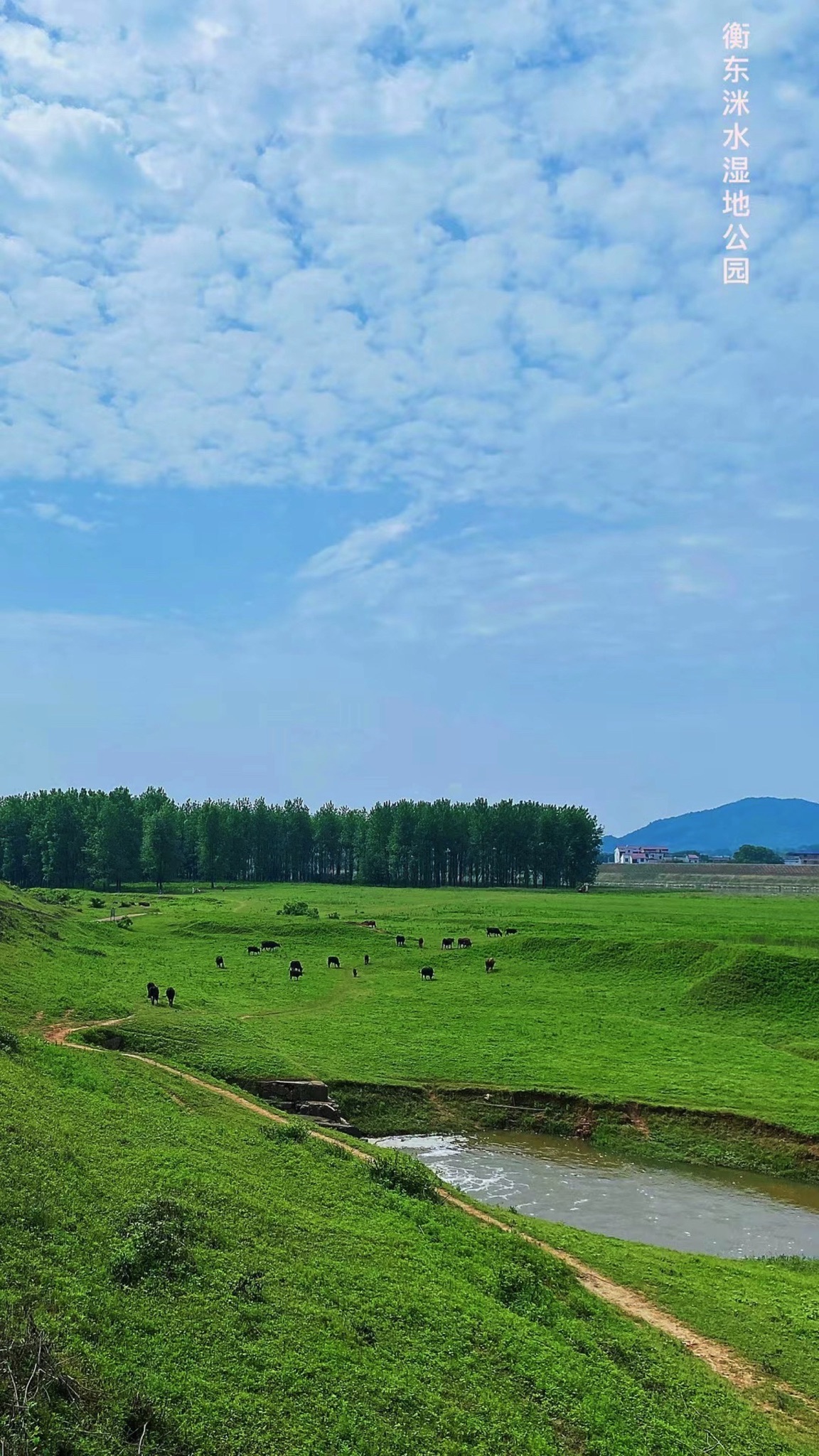 衡东洣水国家湿地公园石杨花海旅行图片 1