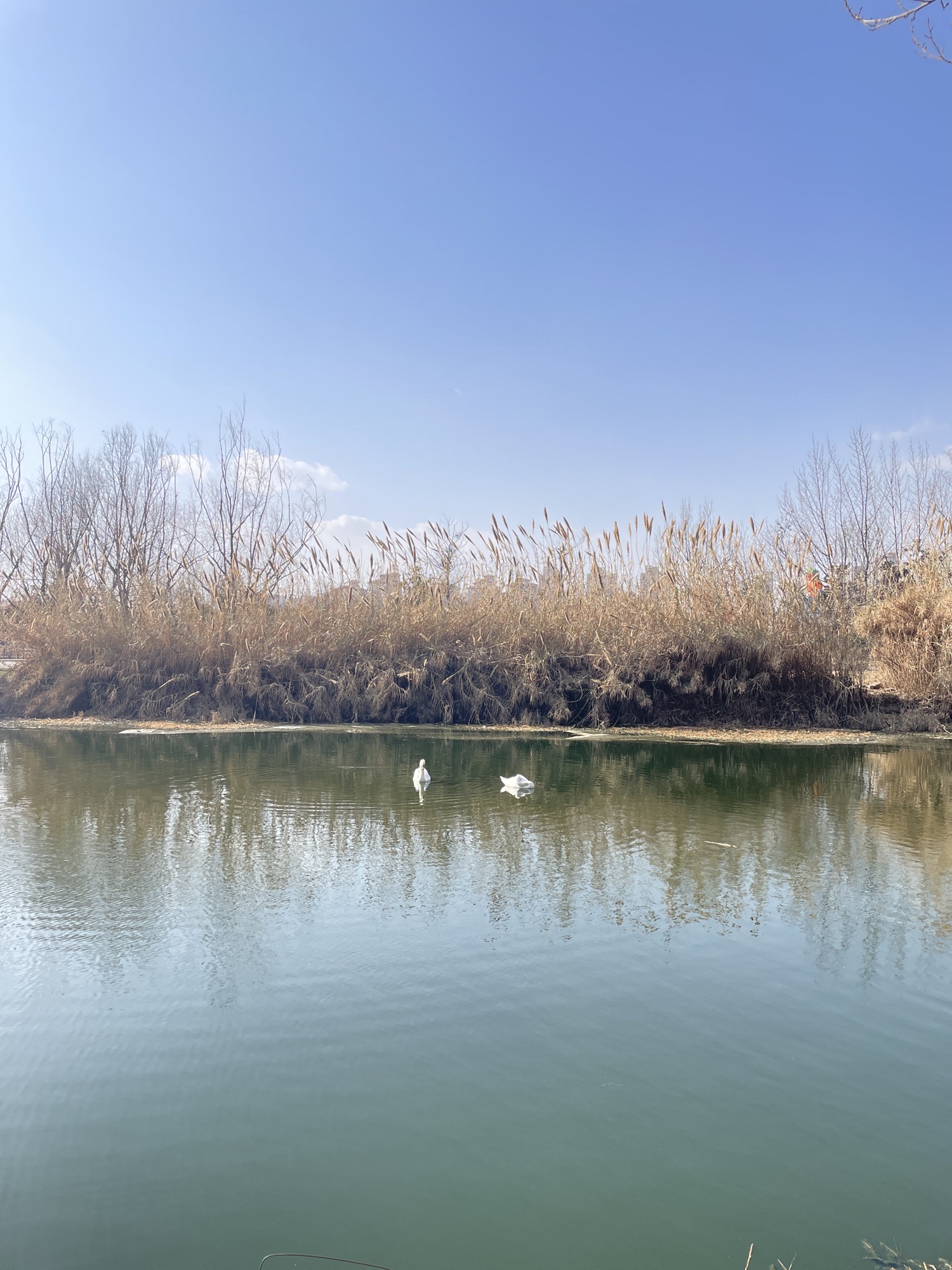 新郑市南龙湖城市湿地公园旅行图片