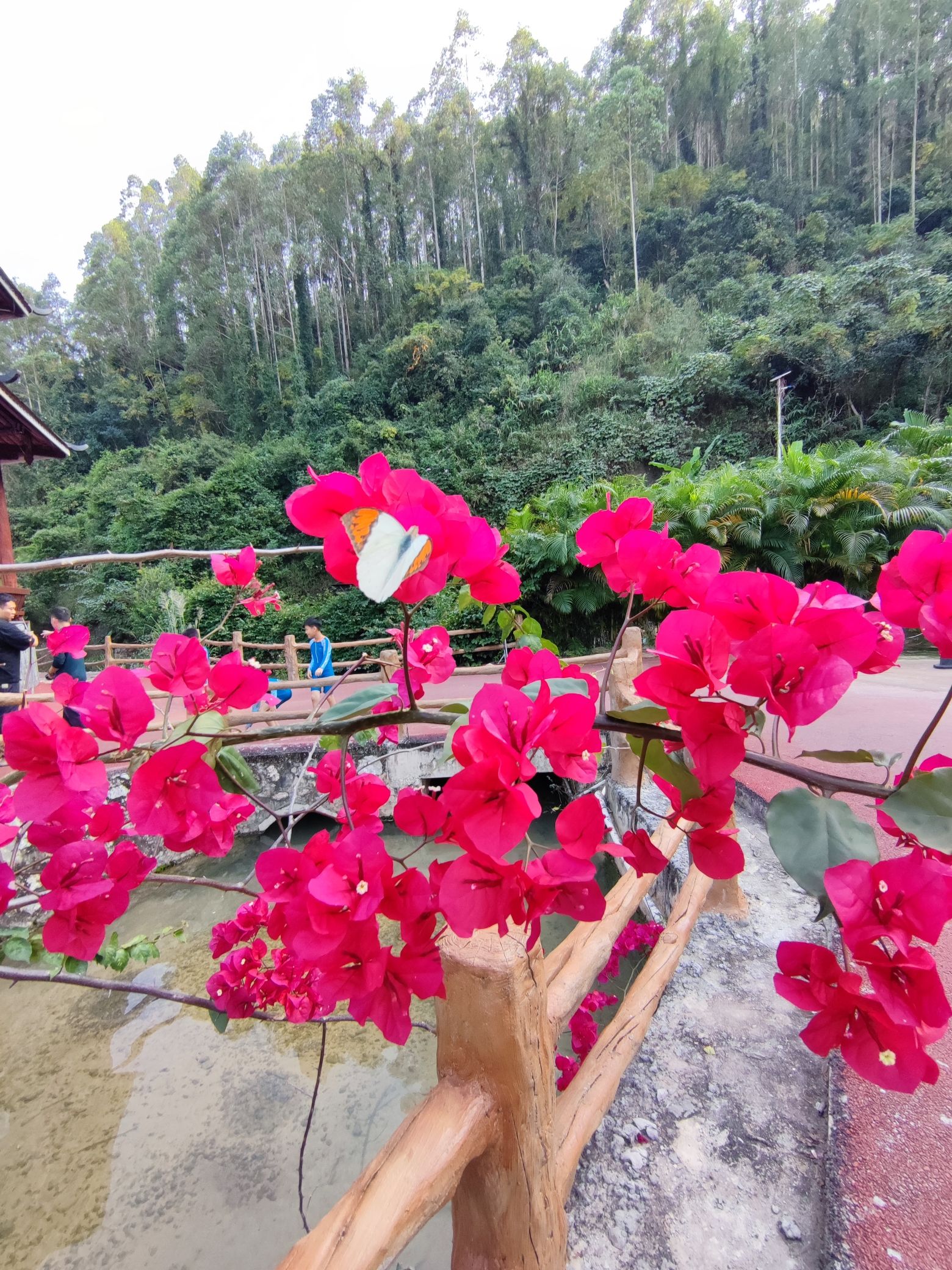 上思县十万大山布透温泉旅行图片 2