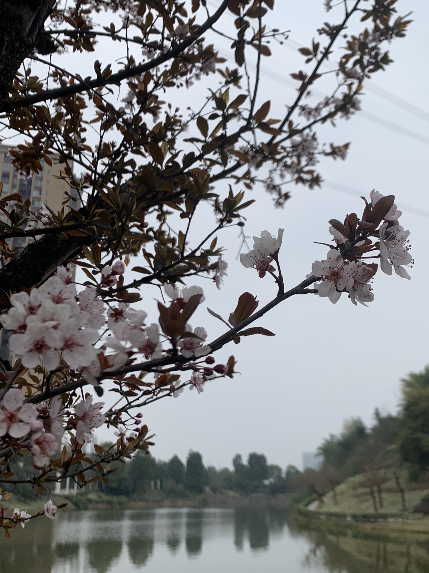 翠微公园旅行图片 1