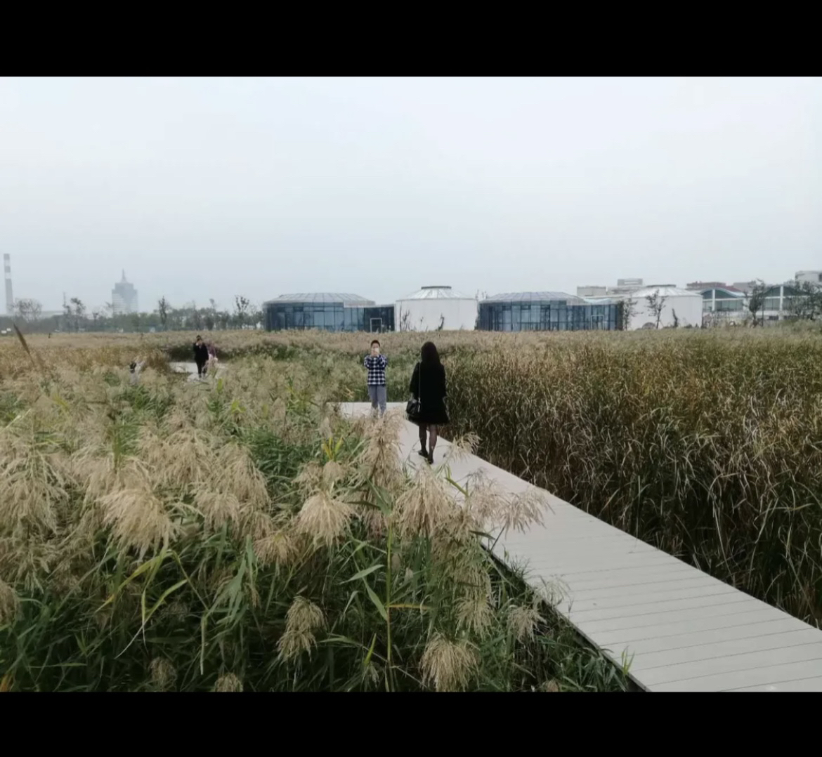 鹦鹉洲生态湿地旅行图片 2