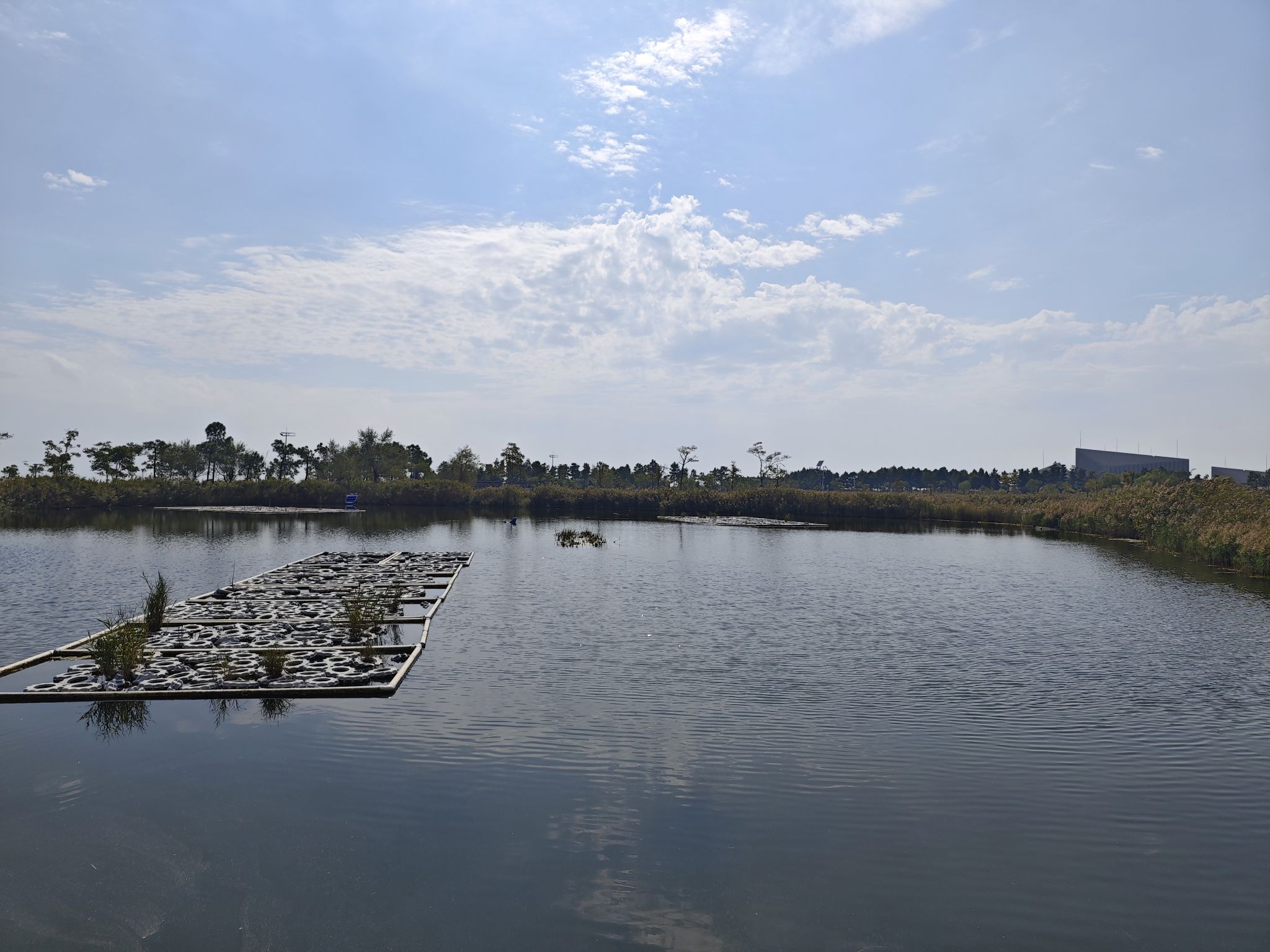 鹦鹉洲生态湿地旅行图片 2