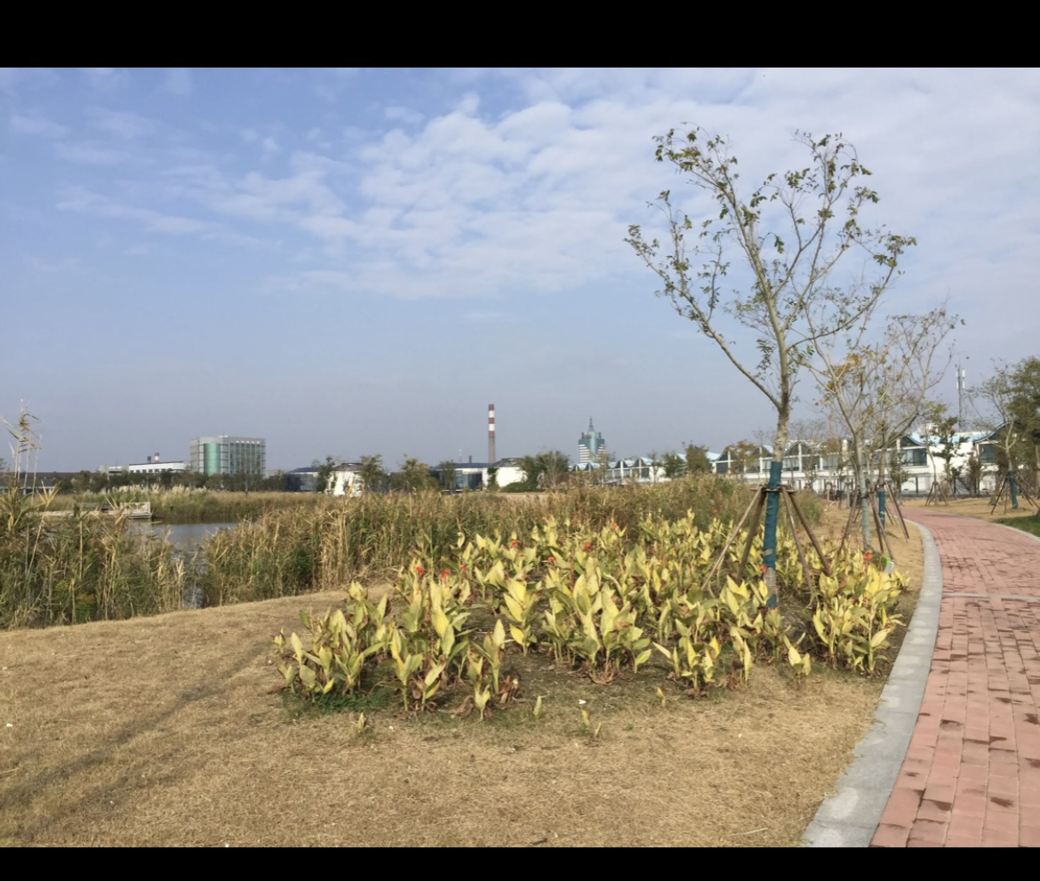 鹦鹉洲生态湿地旅行图片 1