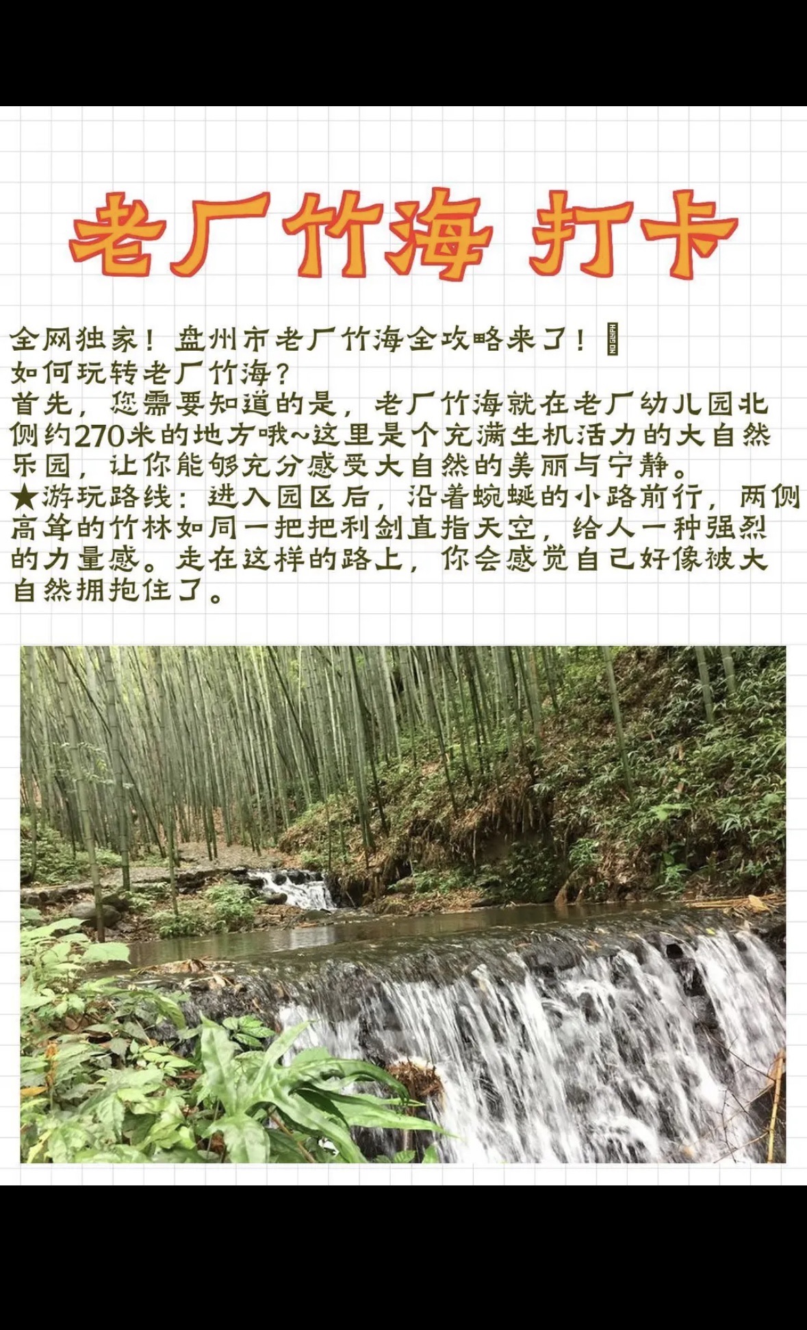 老厂竹海旅行图片 2