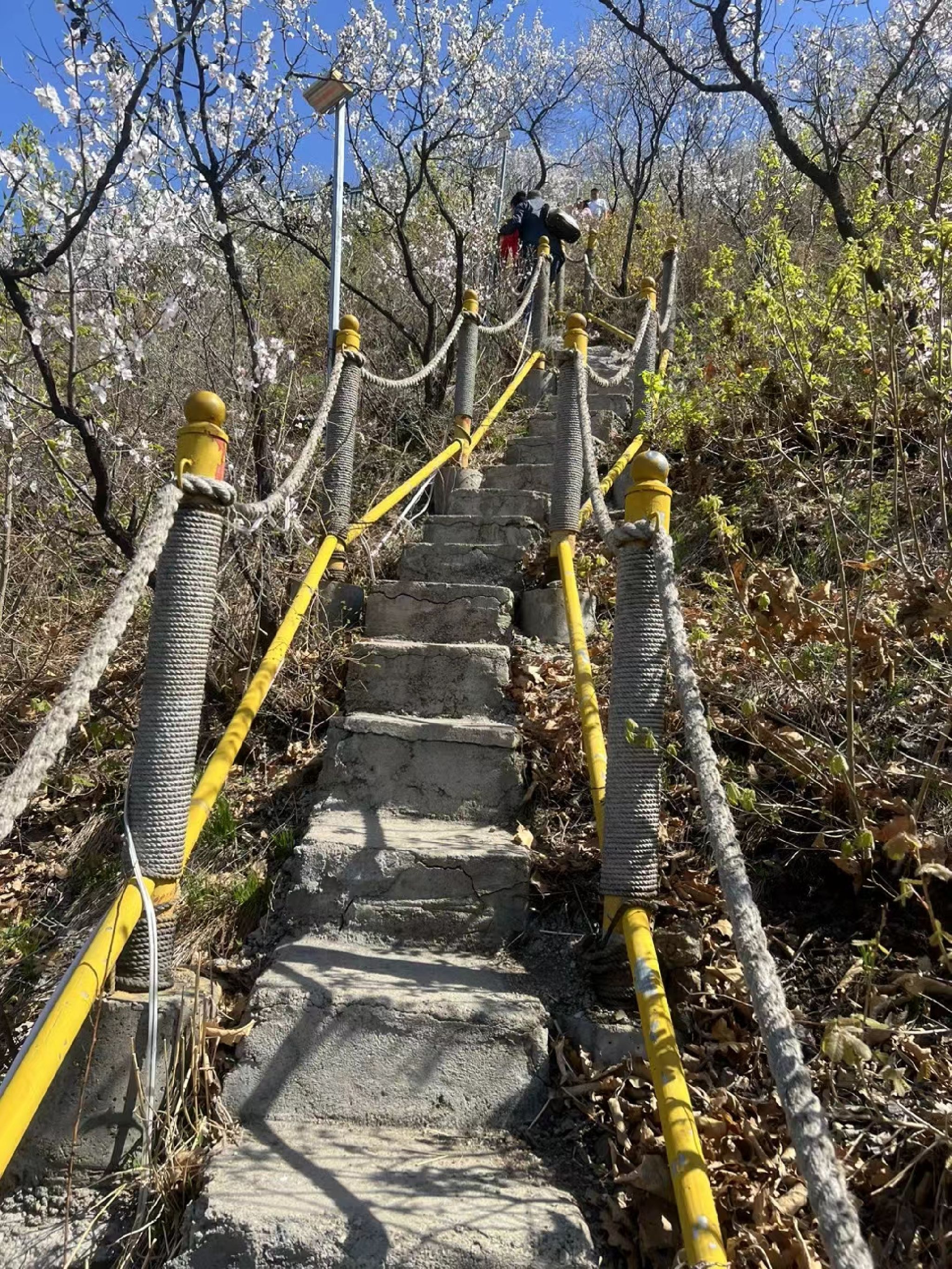 杏花山旅行图片 3