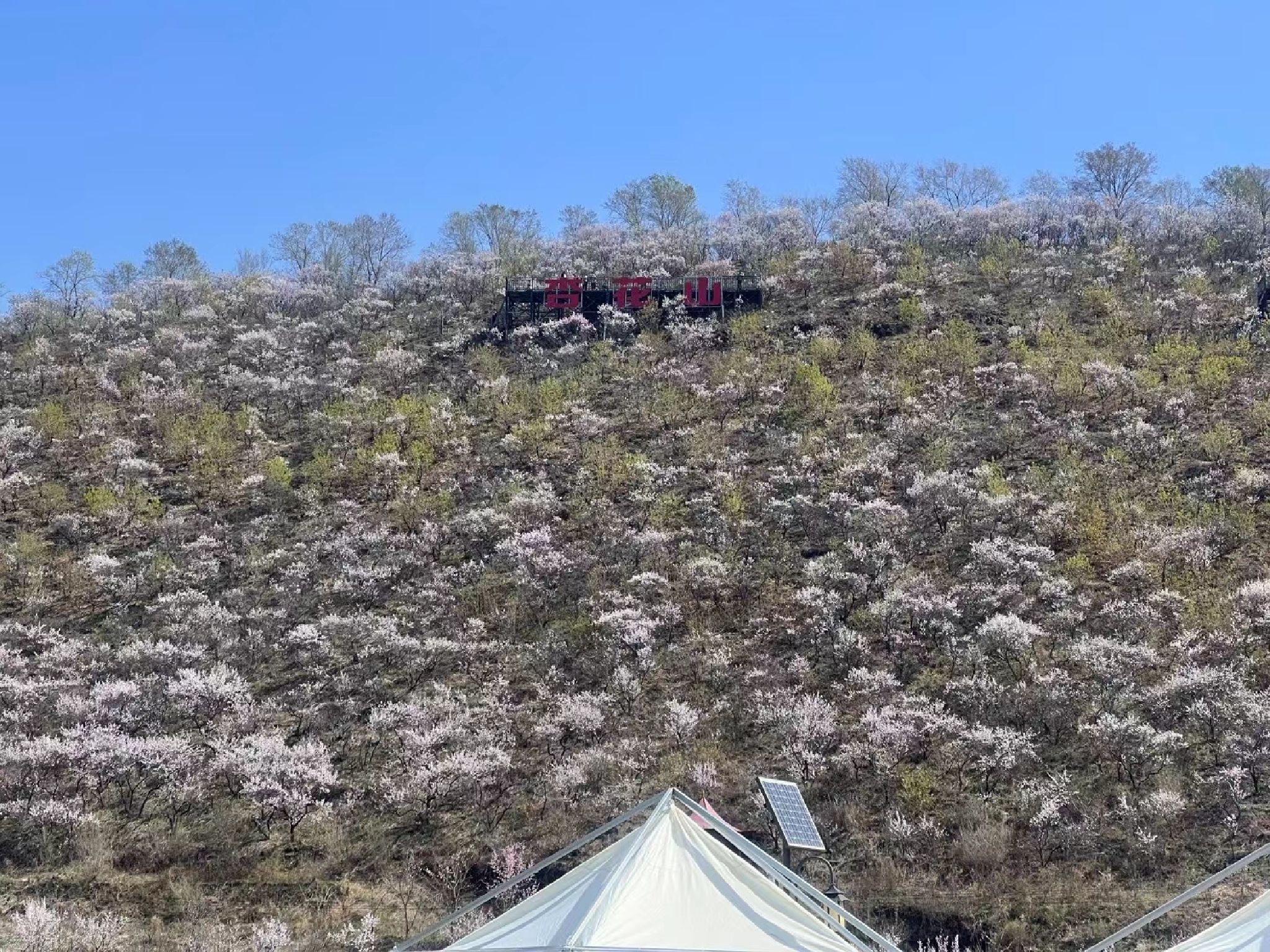 杏花山旅行图片 2