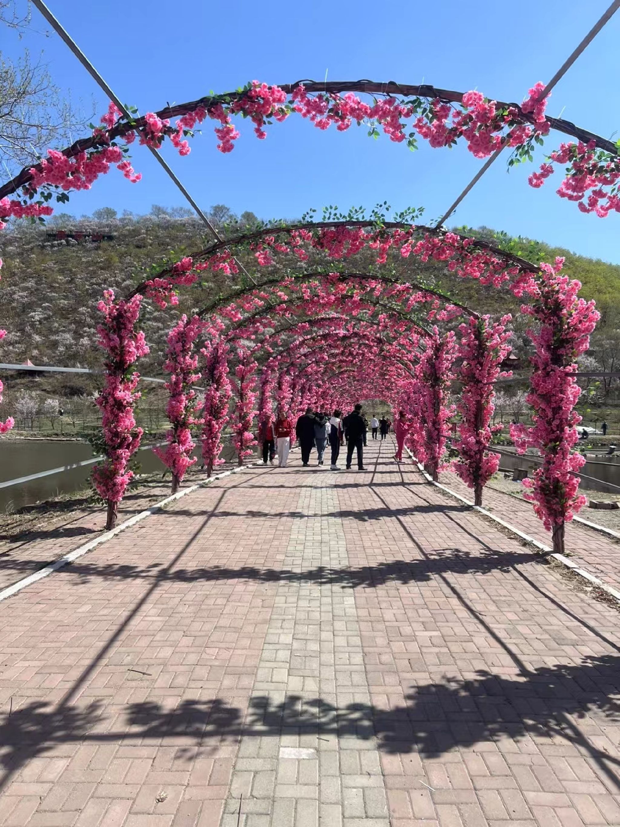 杏花山旅行图片 1