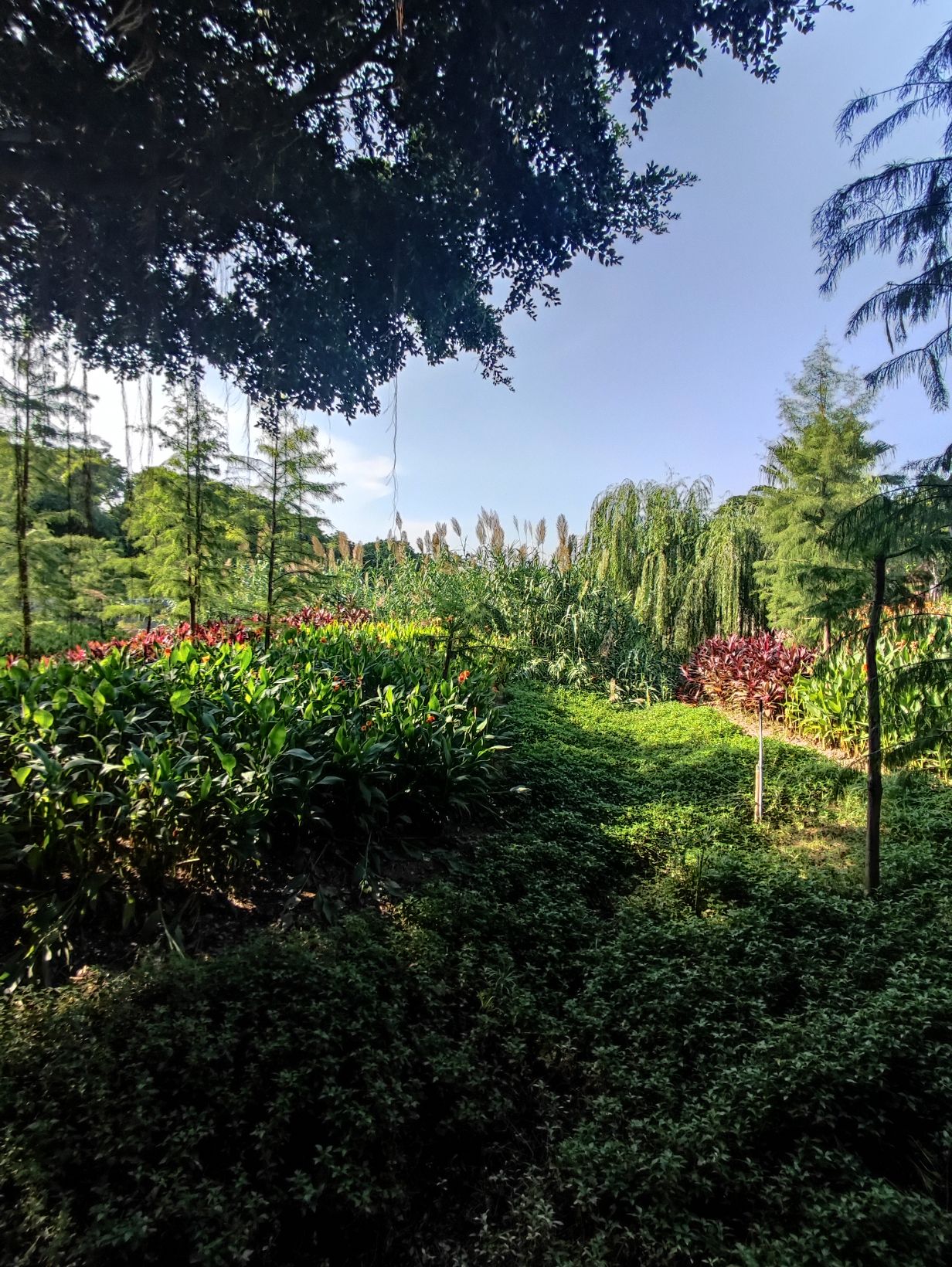 火炬公园旅行图片 3