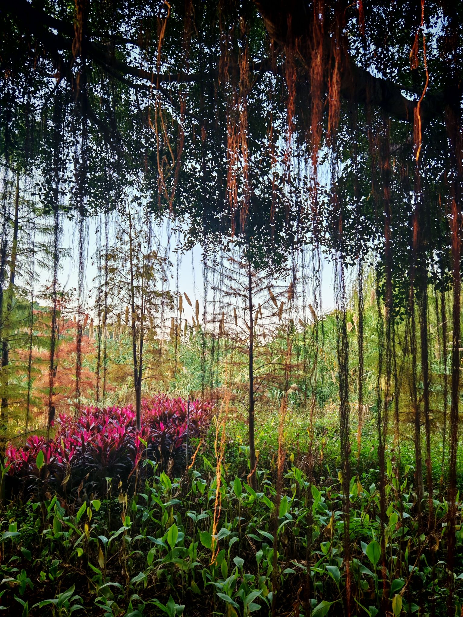 火炬公园旅行图片 1