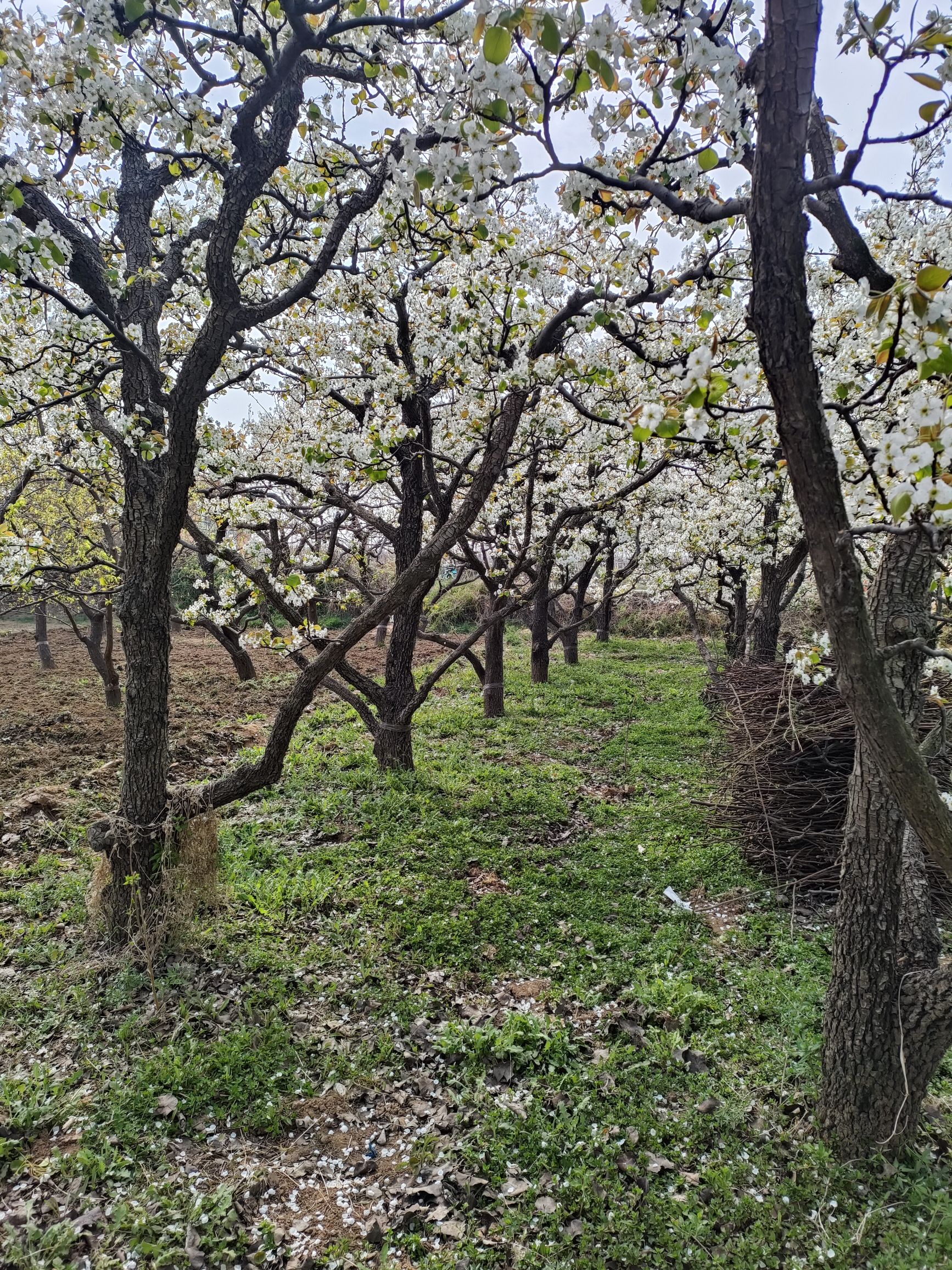 康熙探花庄园 - 桃园街道便民圈栖邻生活圈休闲服务服务点实景照片