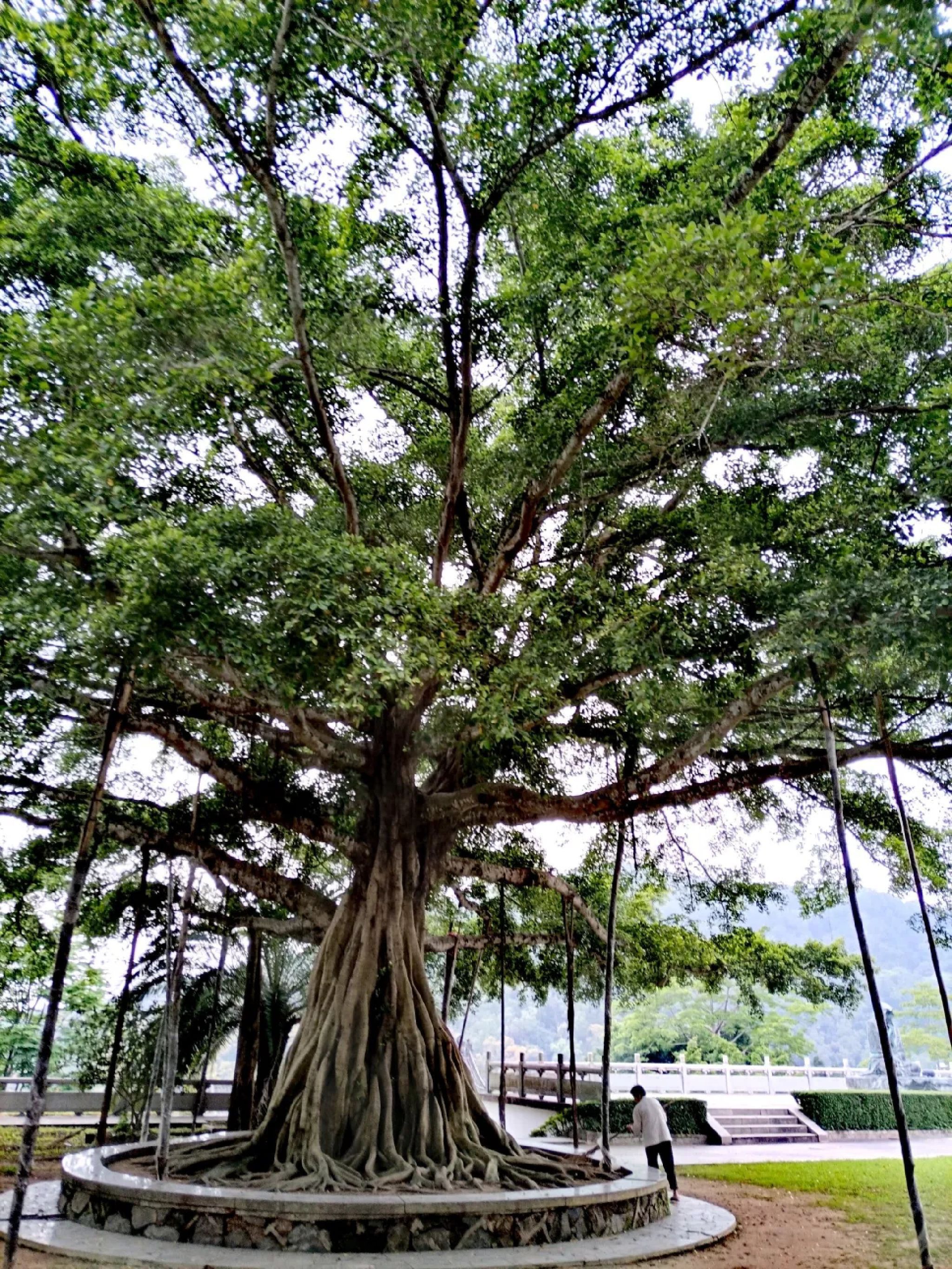 砚峰公园旅行图片 1