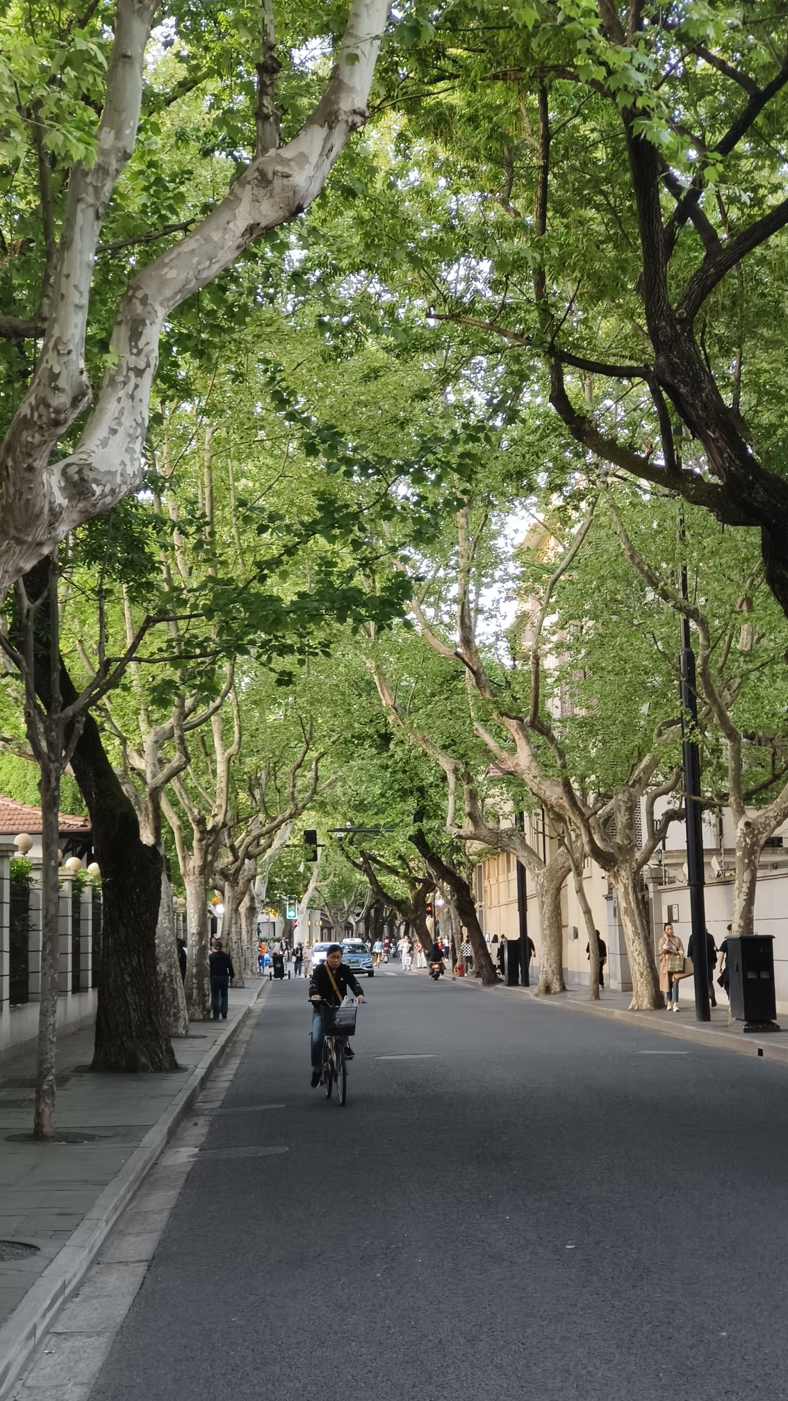 武康路历史文化名街旅行图片 3