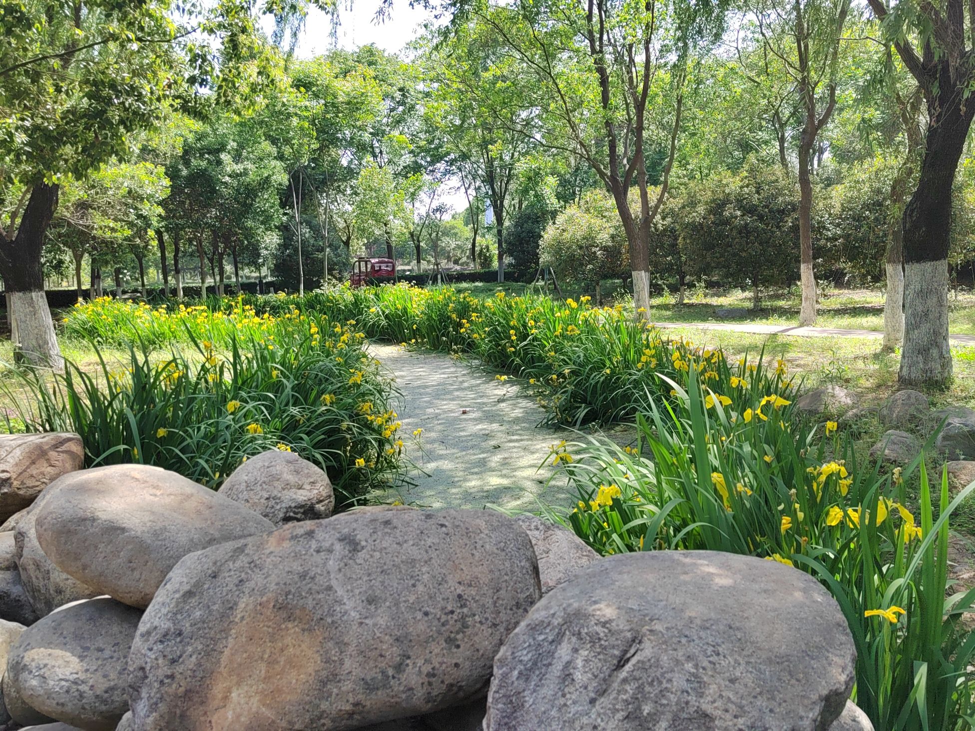 南阳月季公园